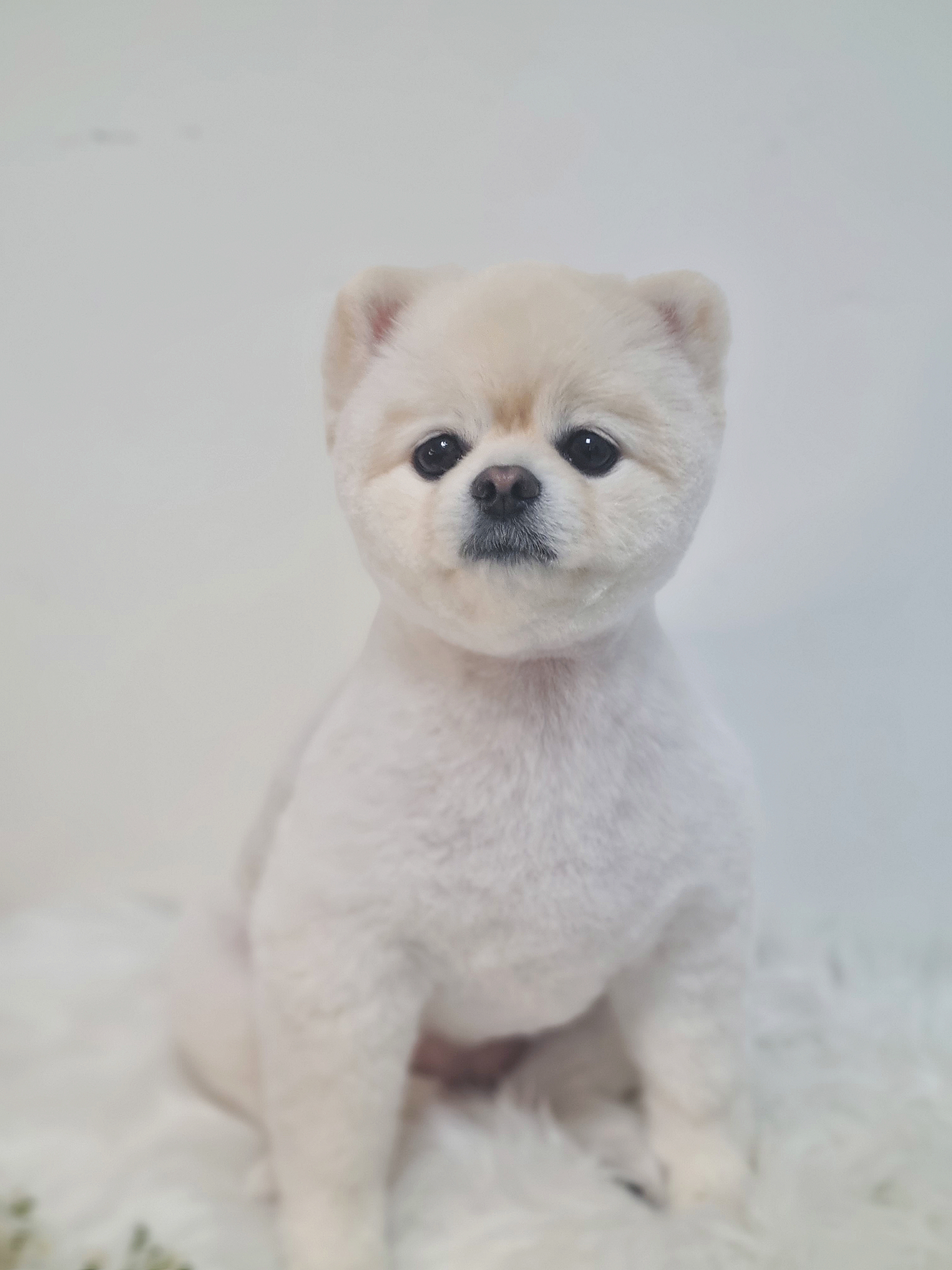 오모나 4