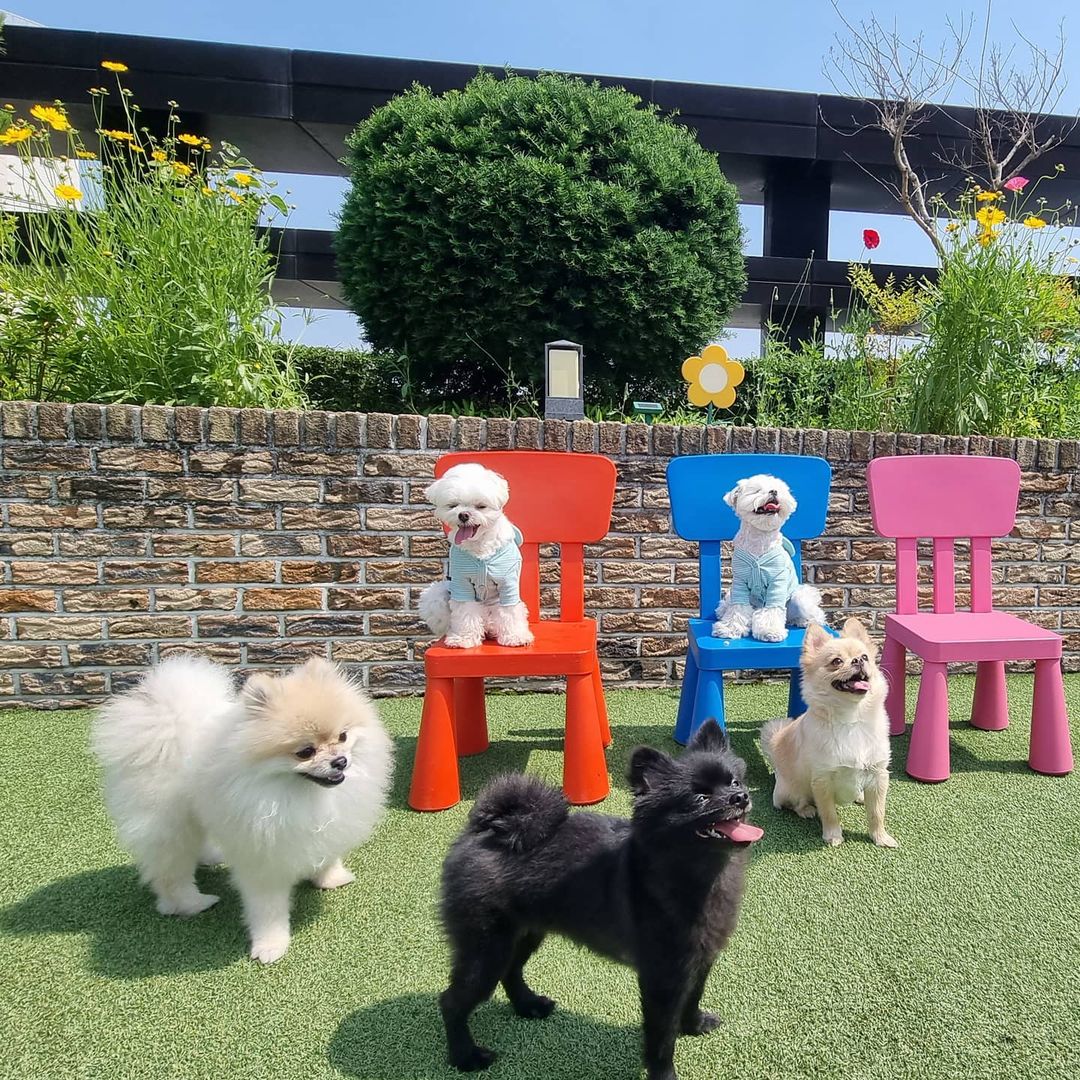 도그라운지 대표 이미지