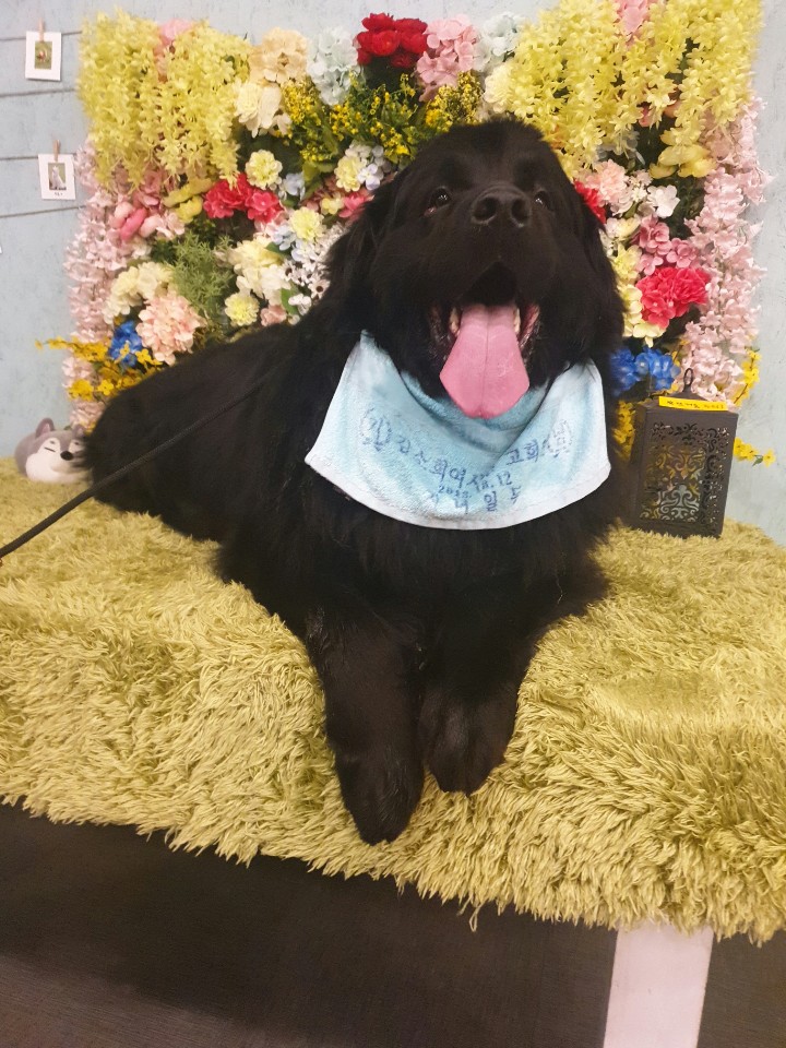 두산이네애견샵 대표 이미지