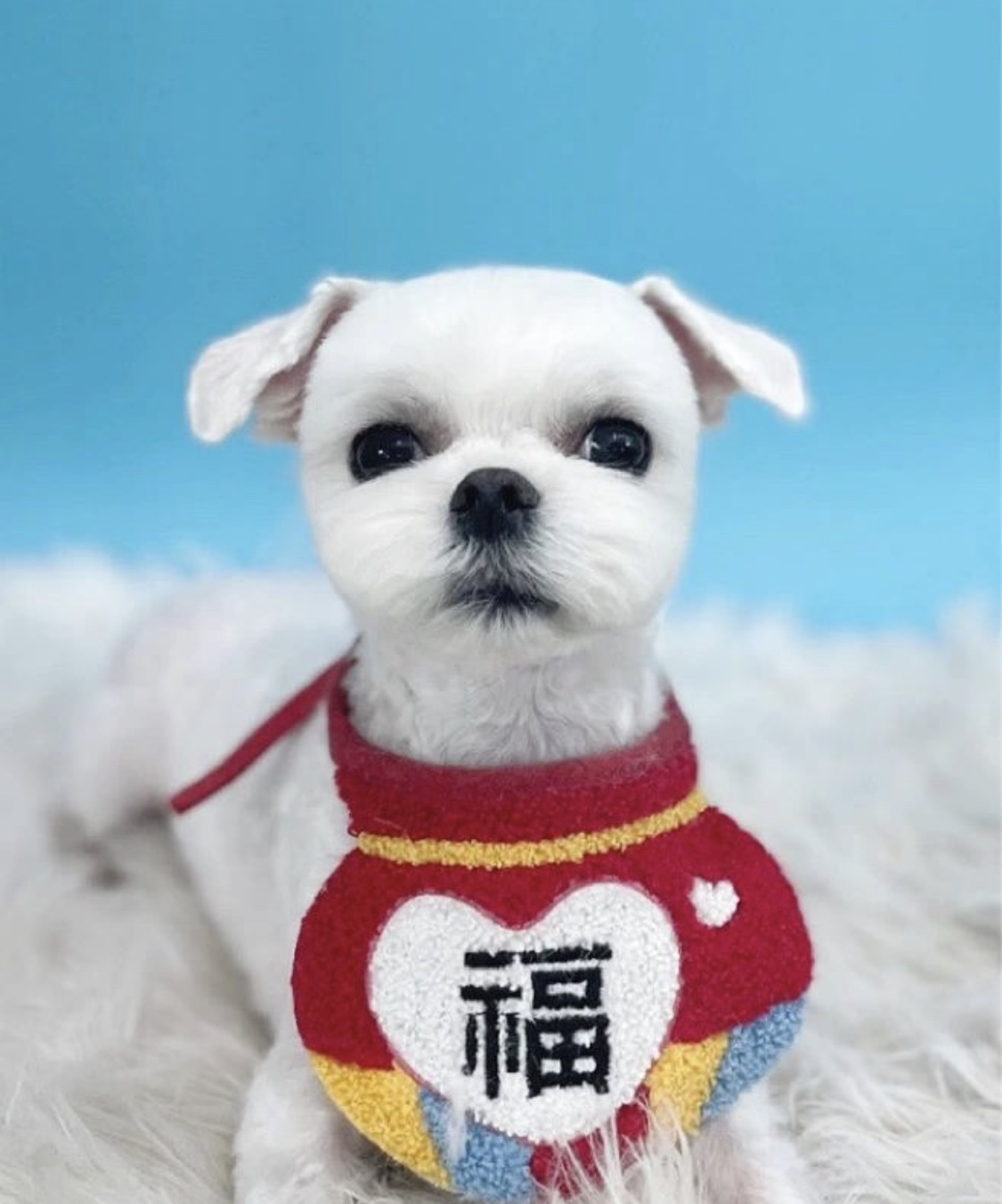 나라라펫 대표 이미지