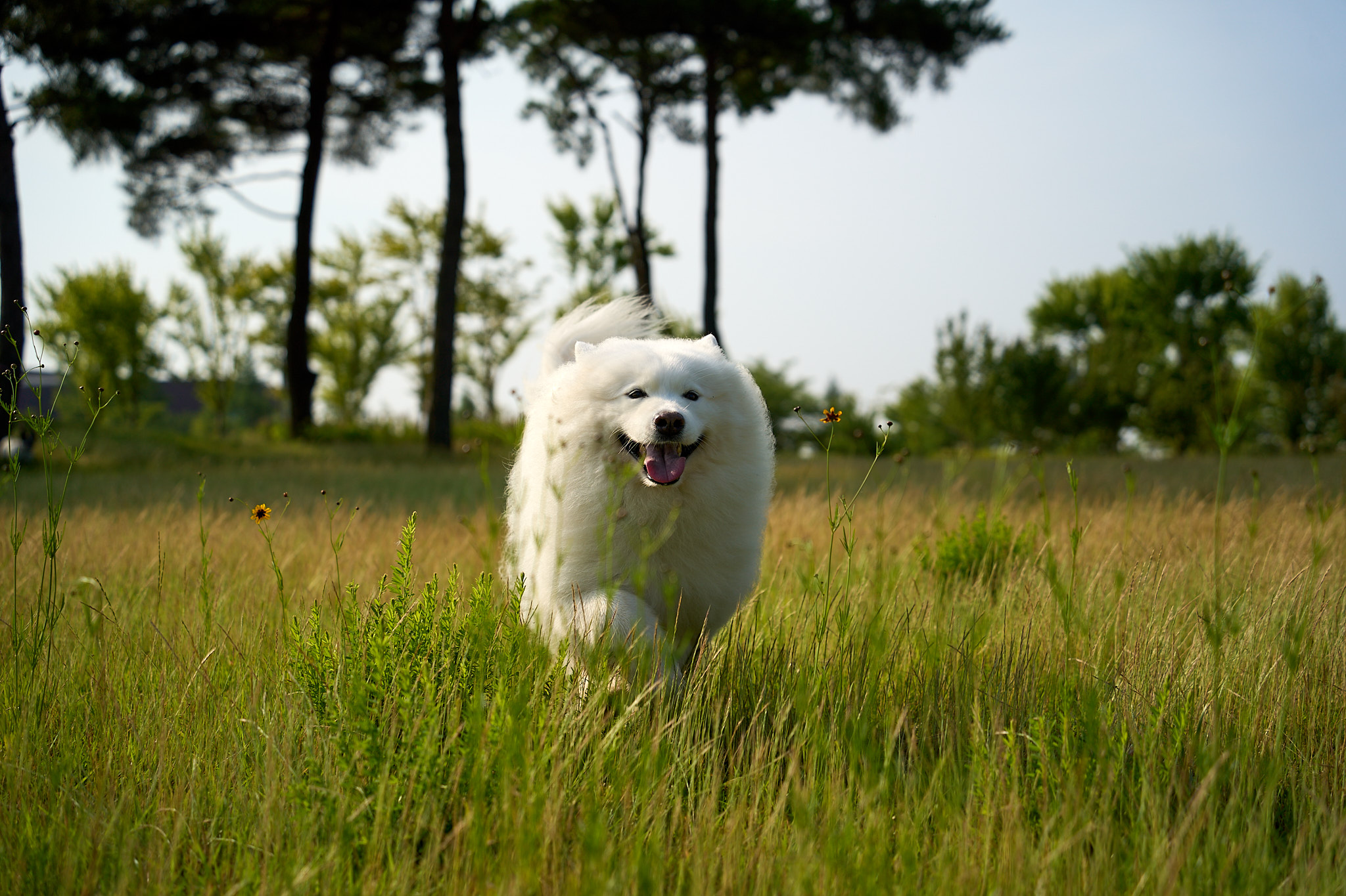 더펫하우스 협동조합 대표 이미지