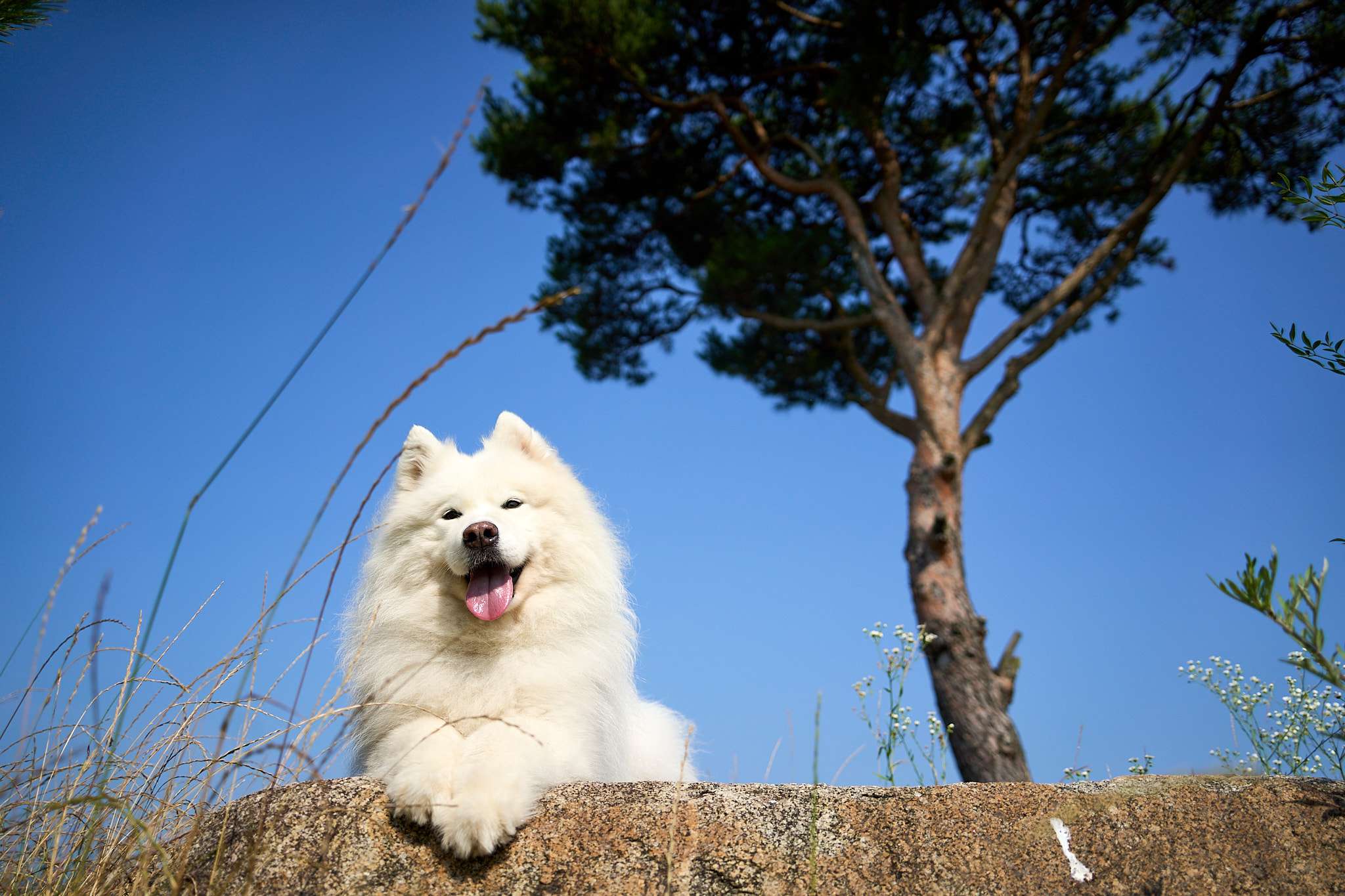 더펫하우스 협동조합 대표 이미지