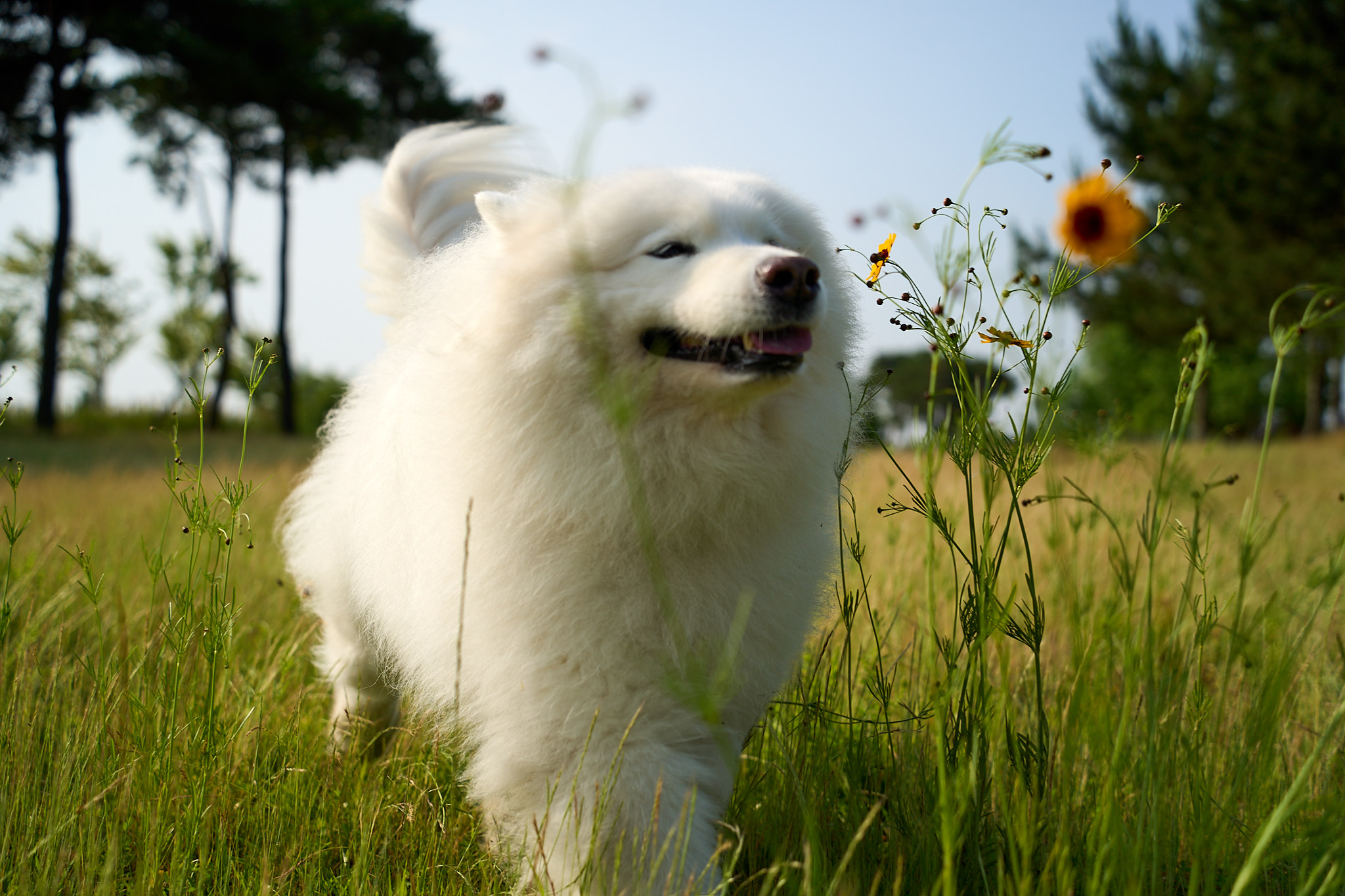 더펫하우스 대표 이미지