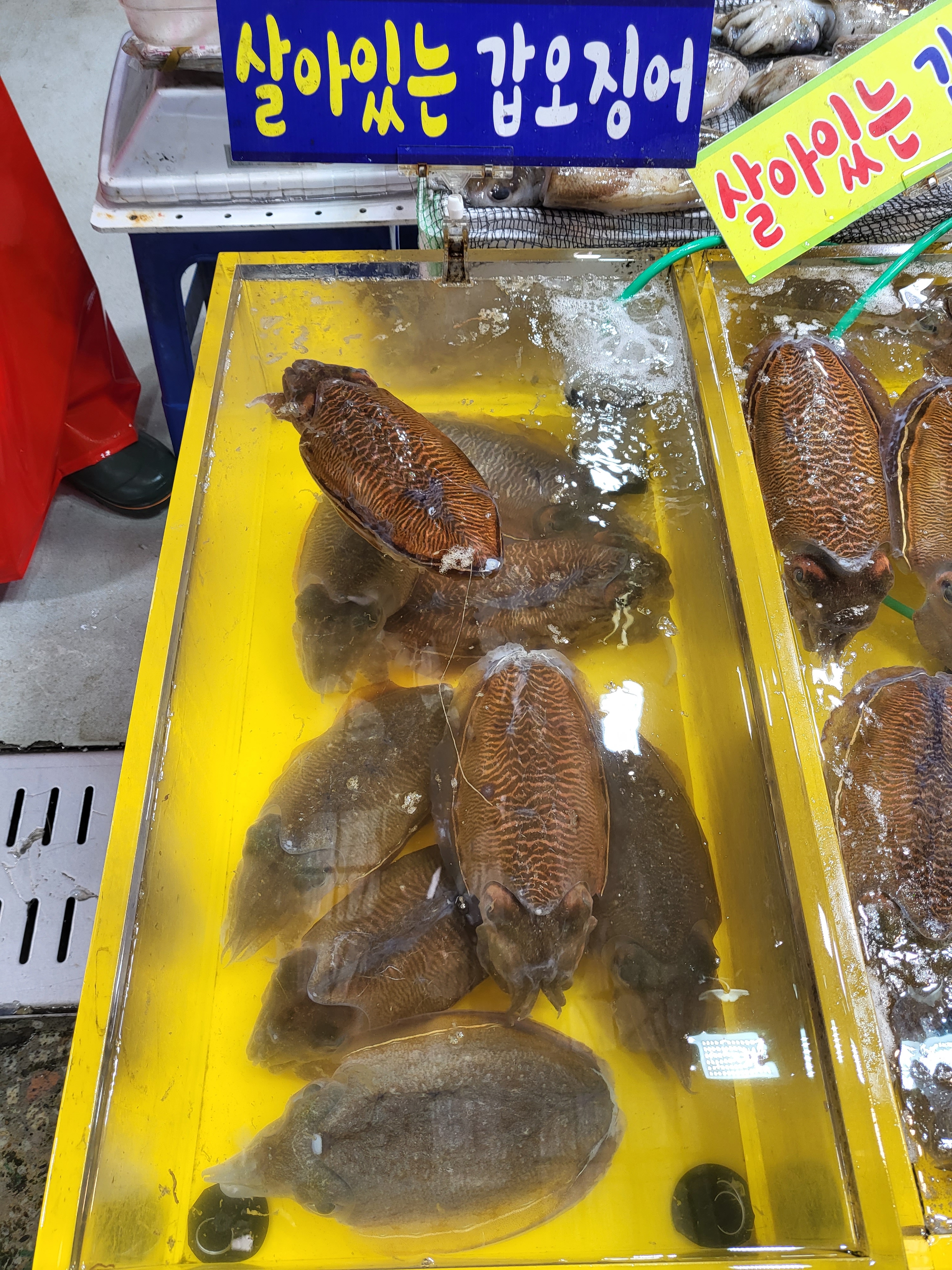 싱싱수산