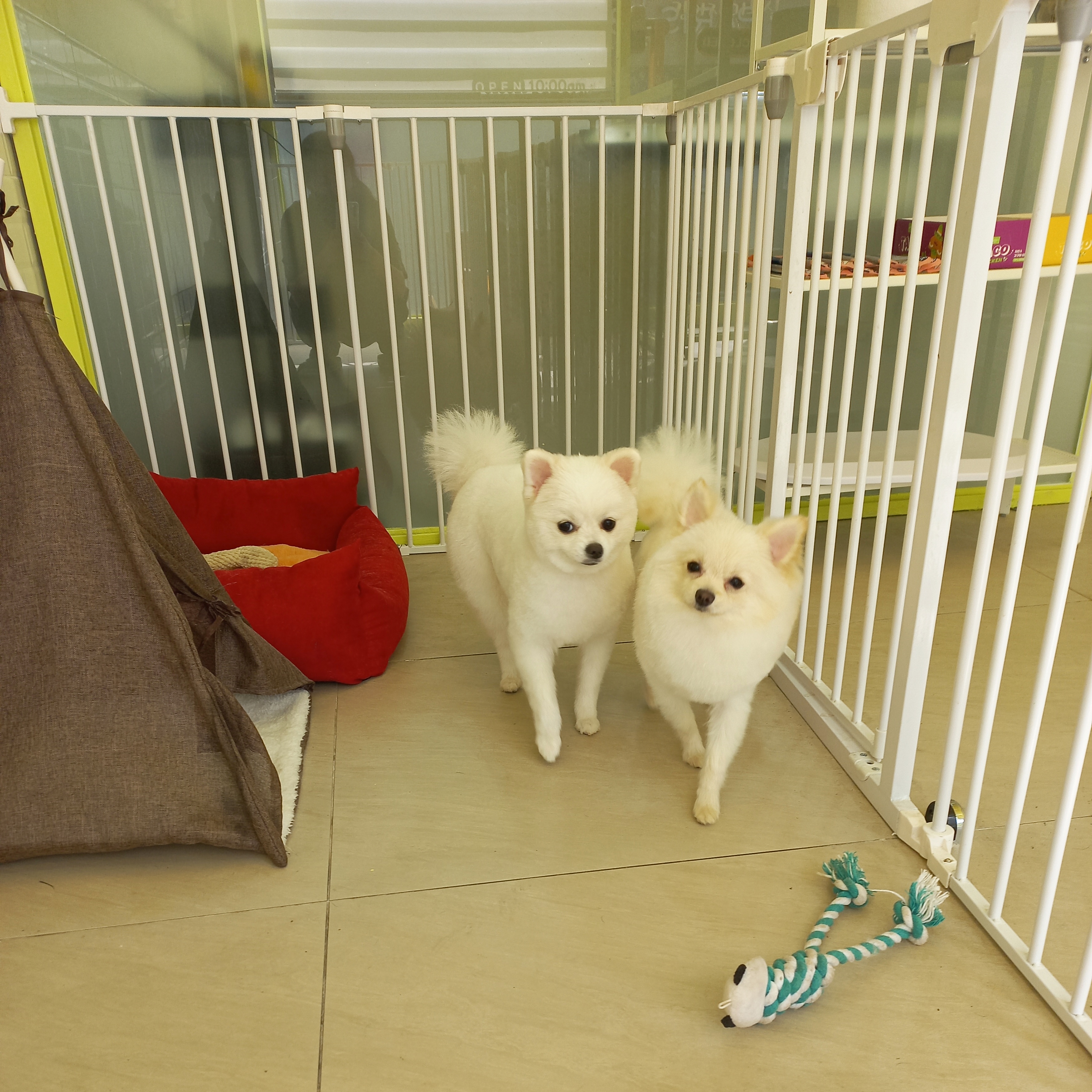 강아지미용실 대표 이미지