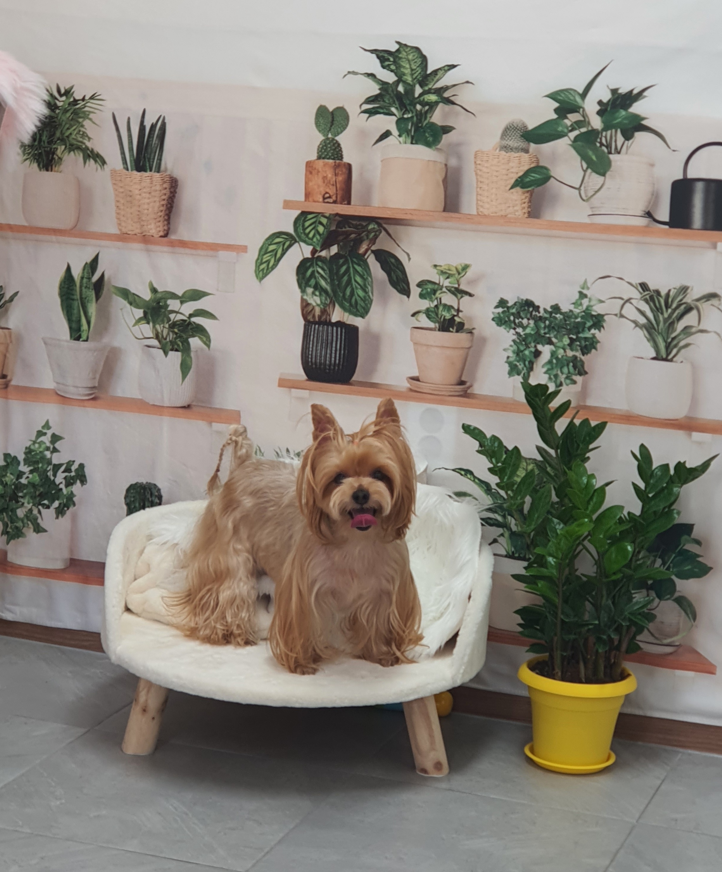 댕댕이의 하루
