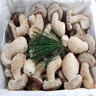 송향버섯(착한송이)