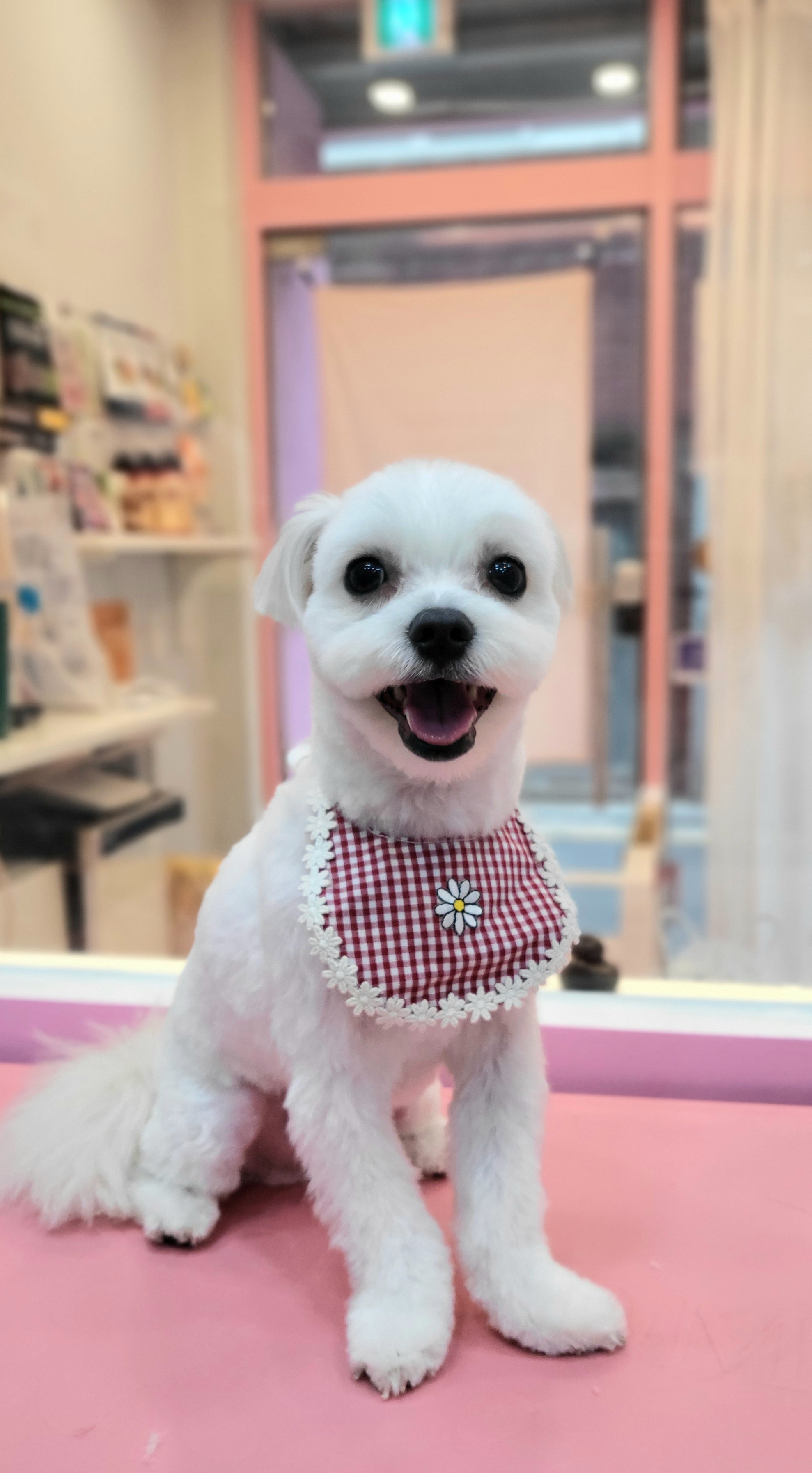 똘이살롱