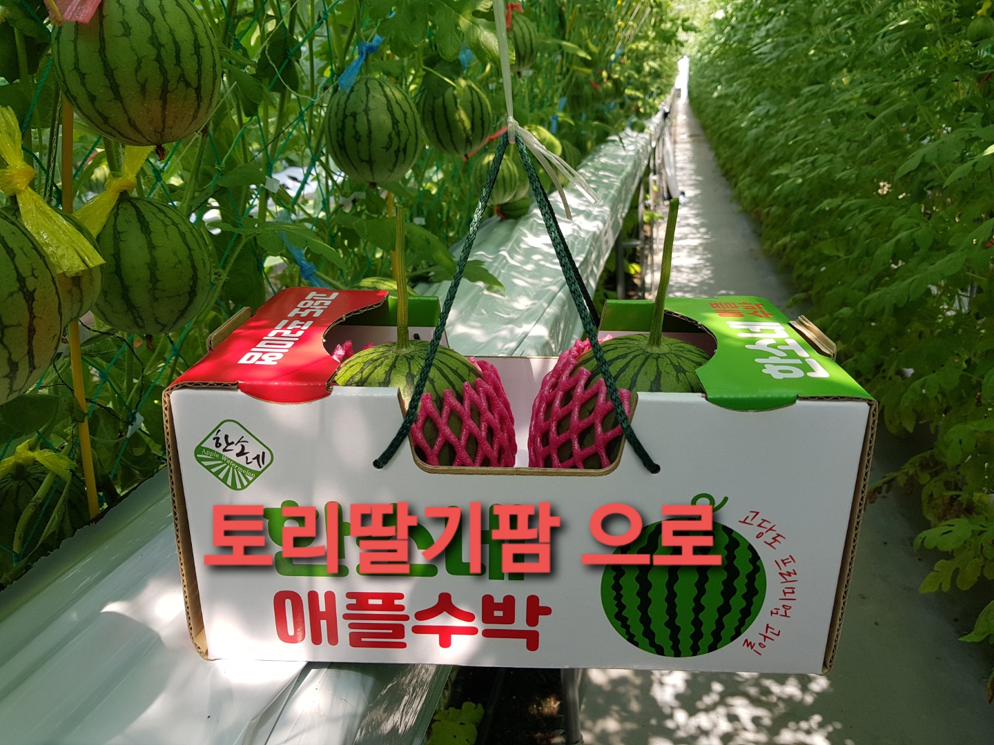토리딸기팜