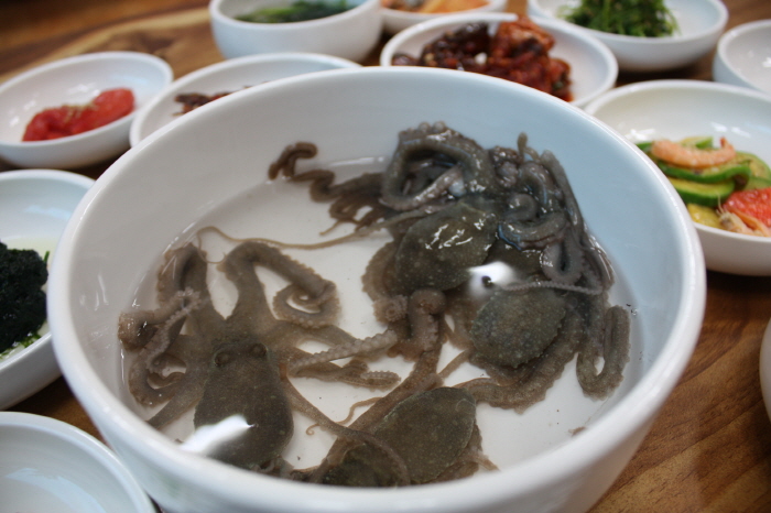 Mudflat Octopus