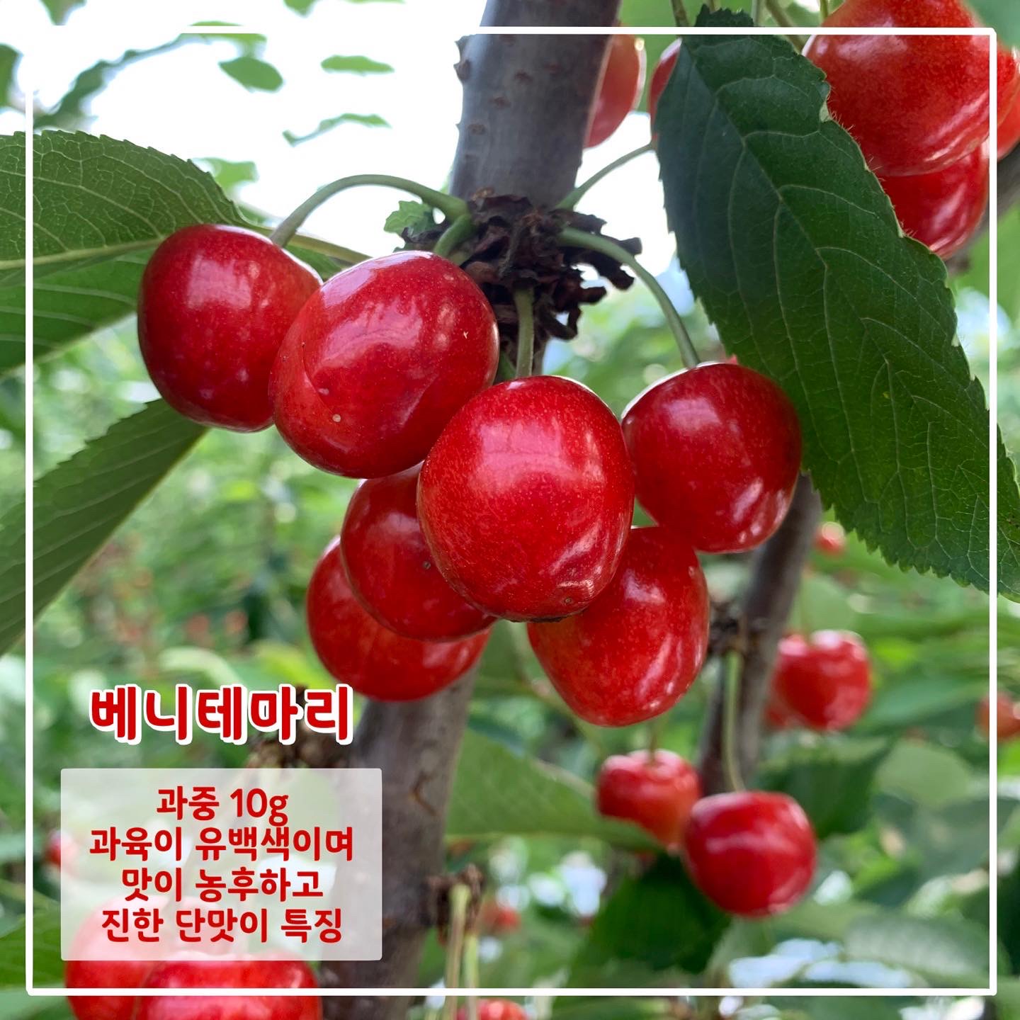 문경체리팜