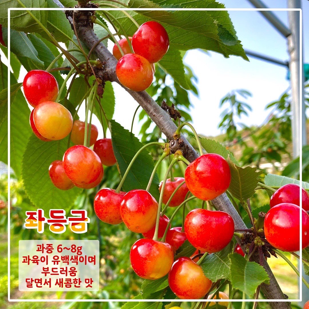 문경체리팜