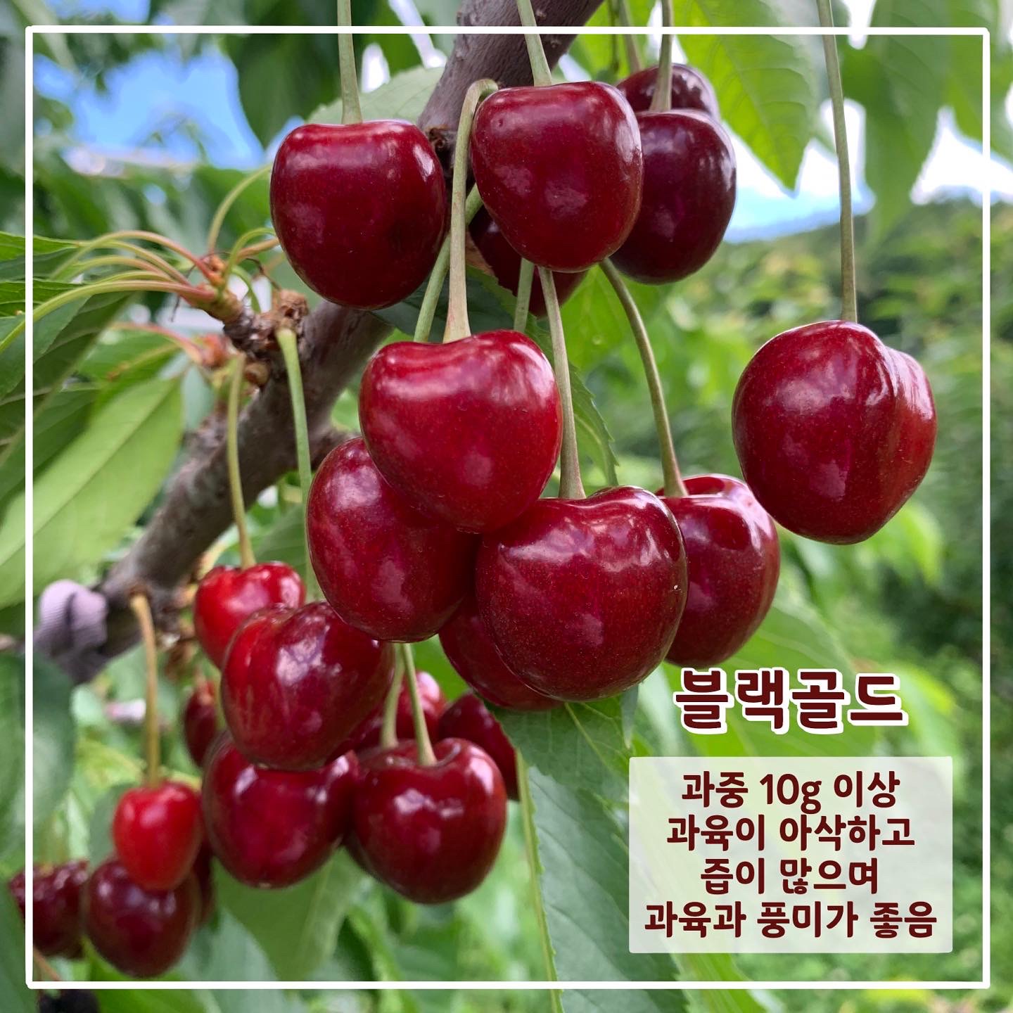 문경체리팜