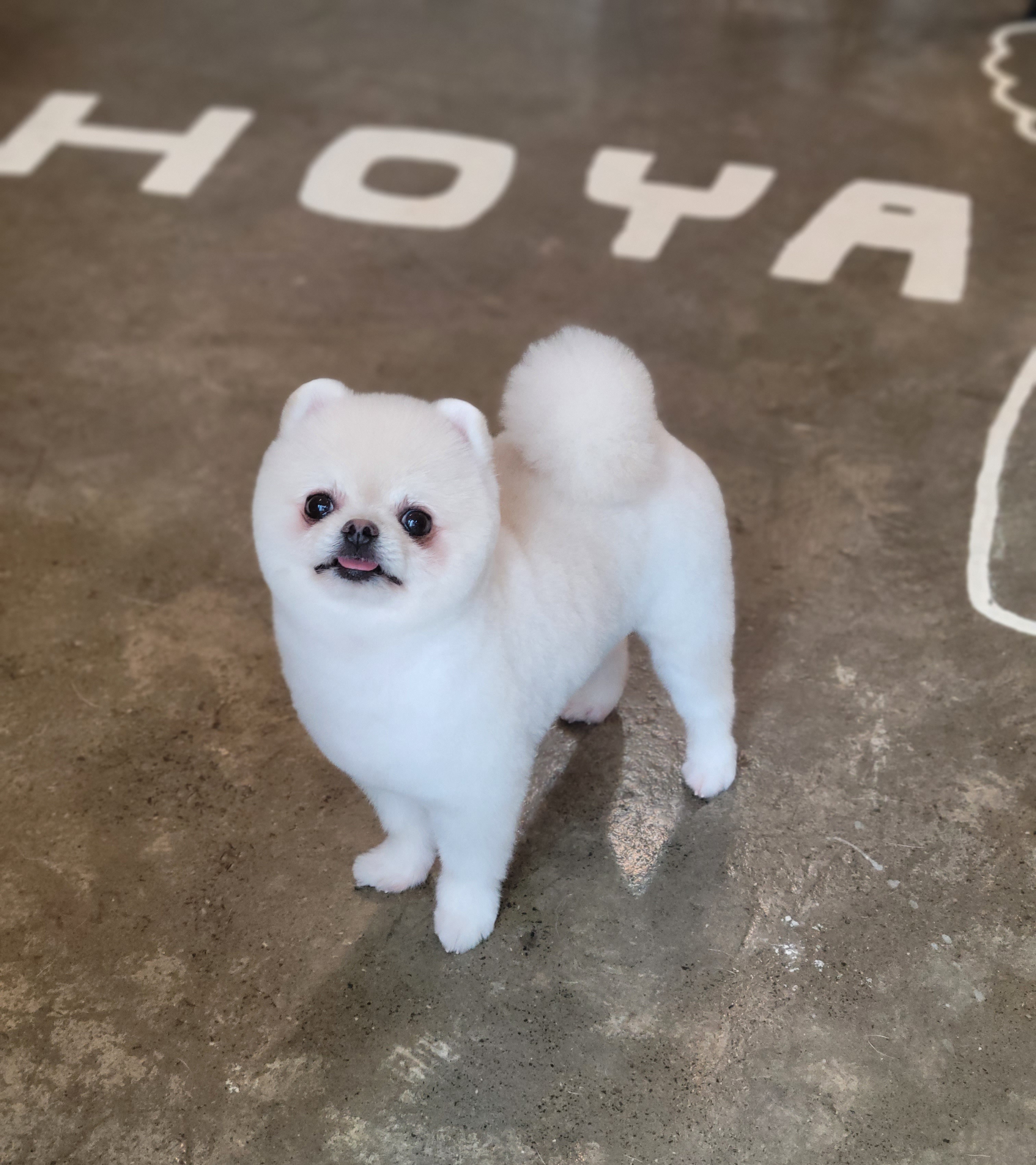펫살롱 호야