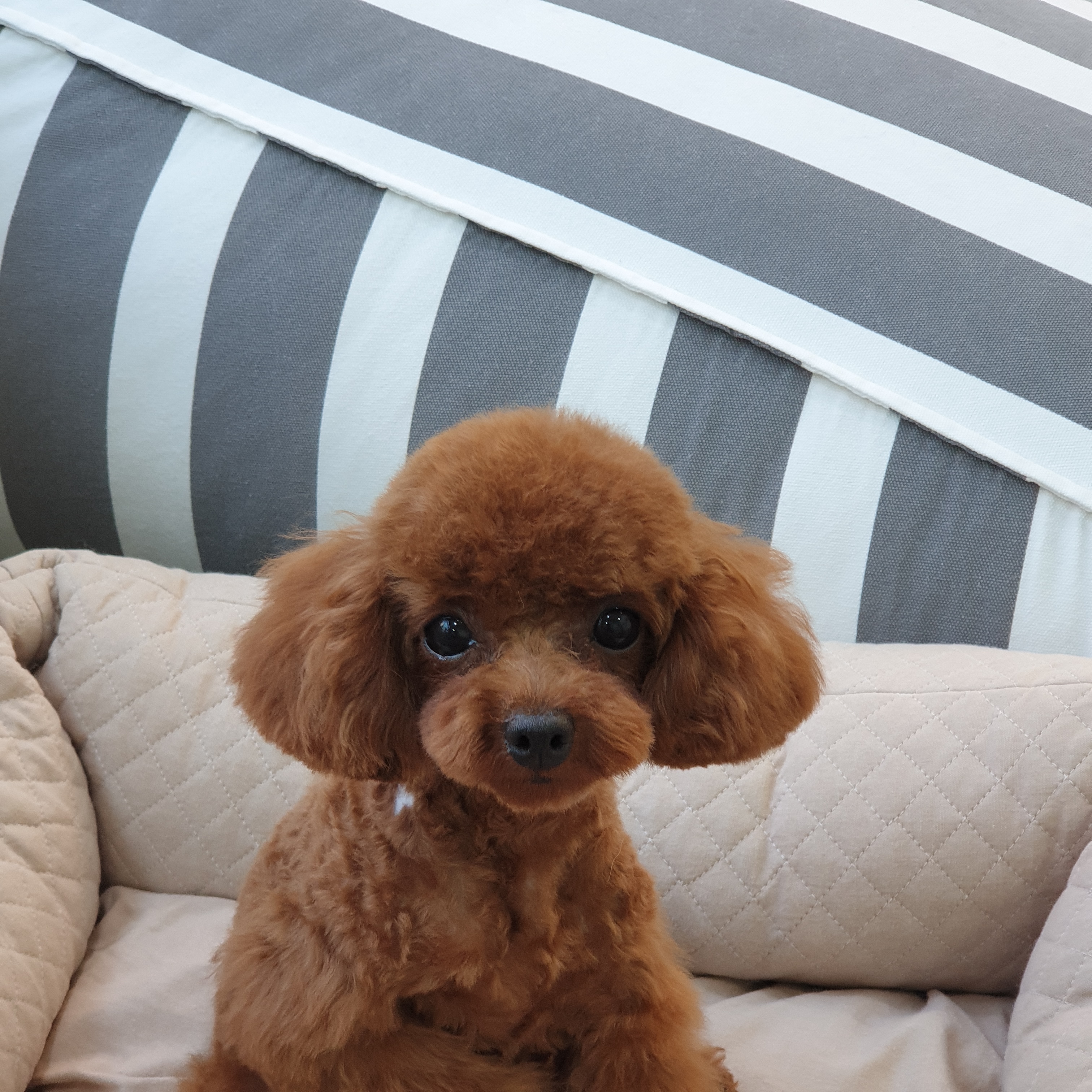 산책가는날 대표 이미지