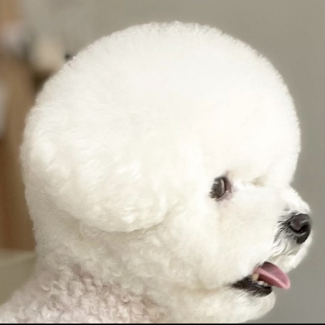 쿤찌멍 애견미용 대표 이미지