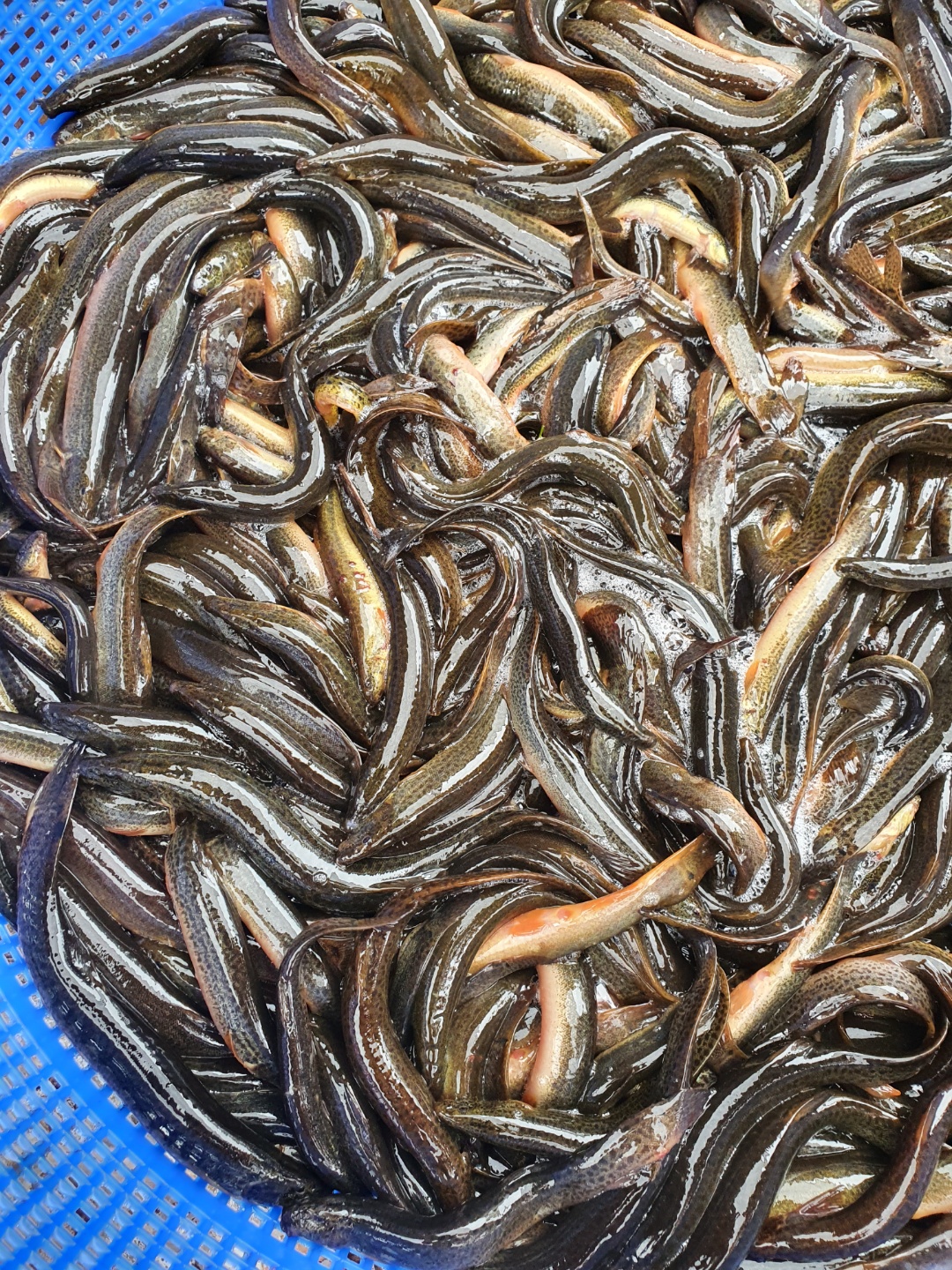 자연산미꾸라지