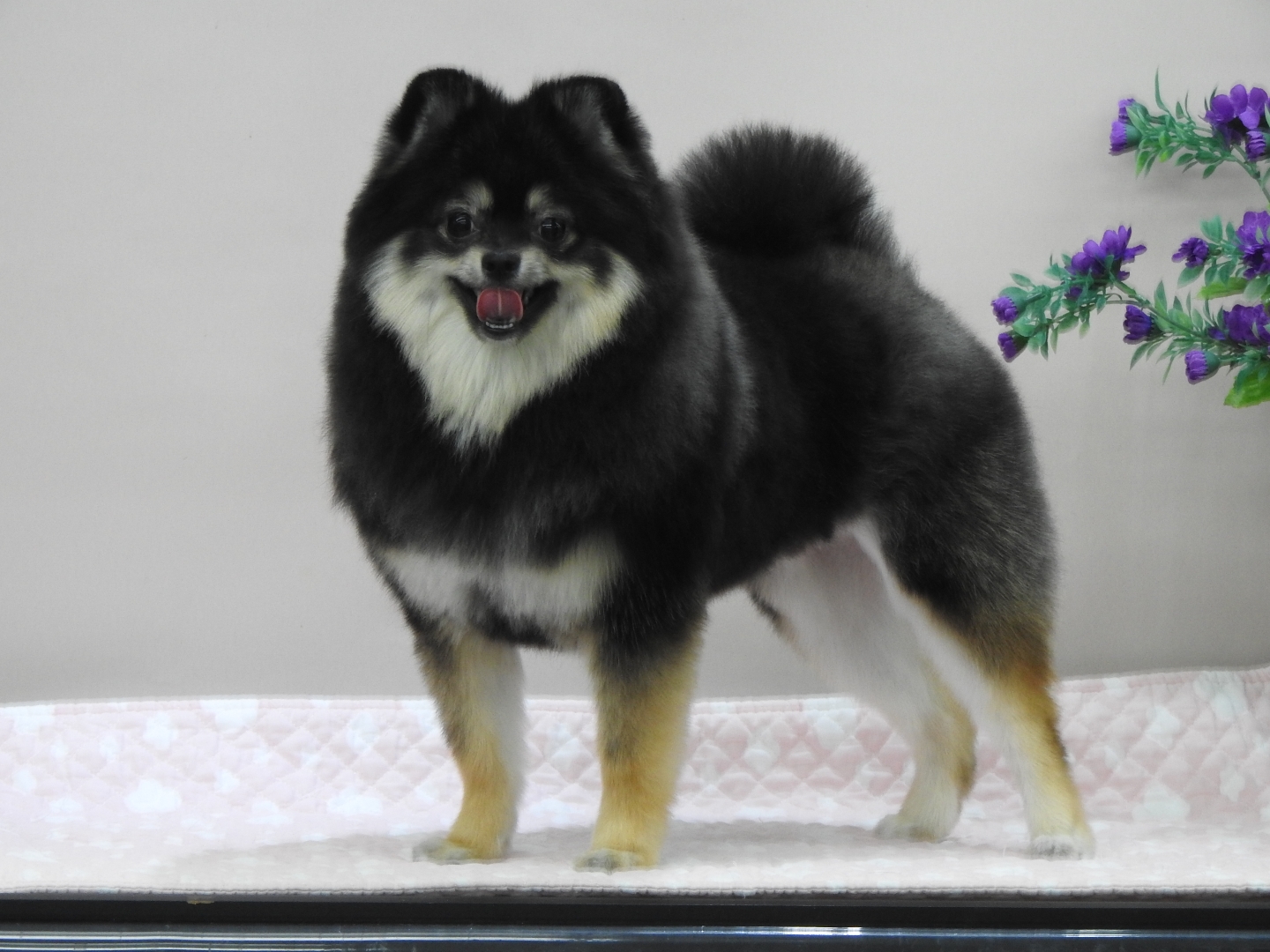 완산애견펫미용실 대표 이미지