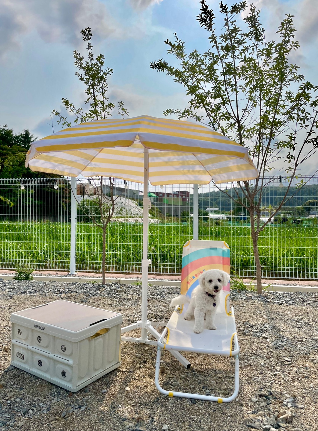 슈퍼독 대표 이미지