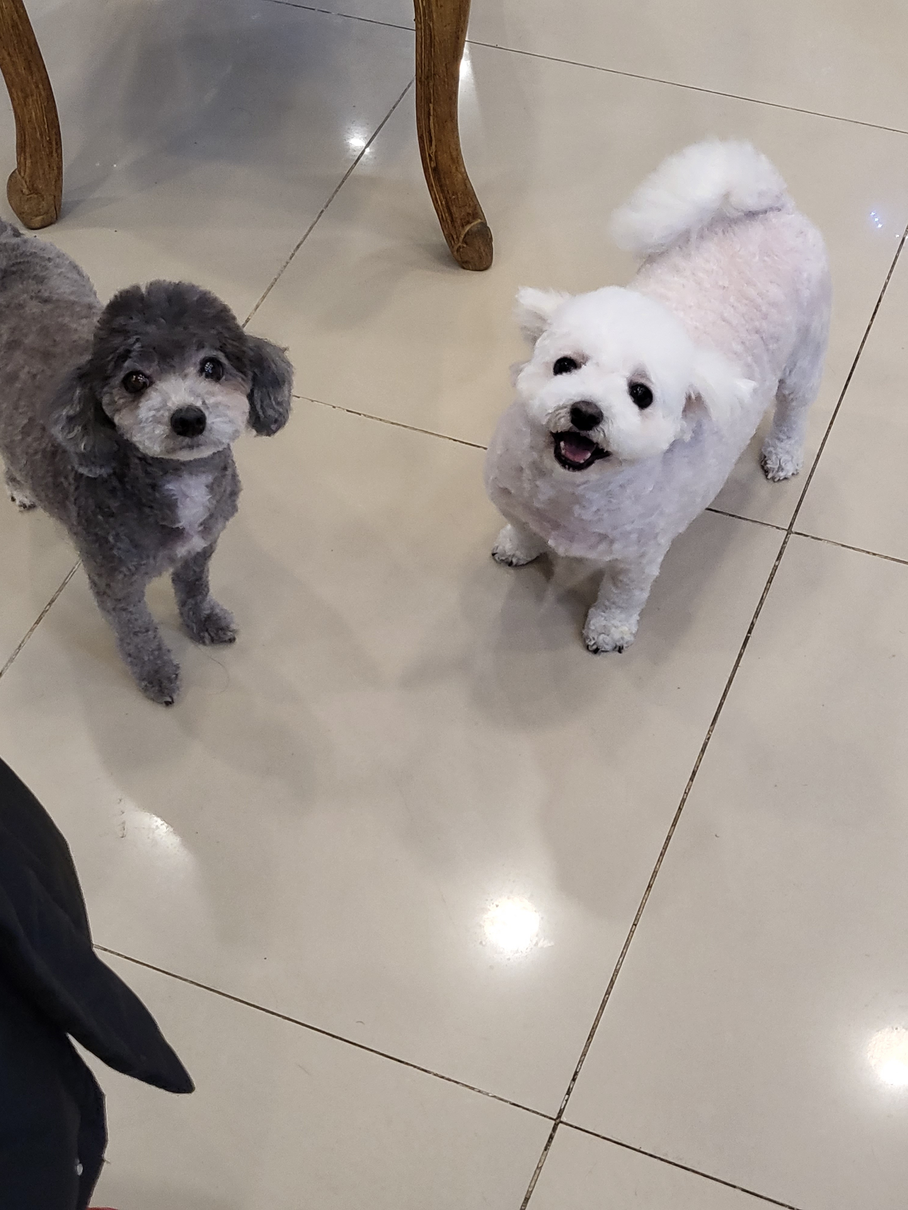 버블퍼피 대표 이미지