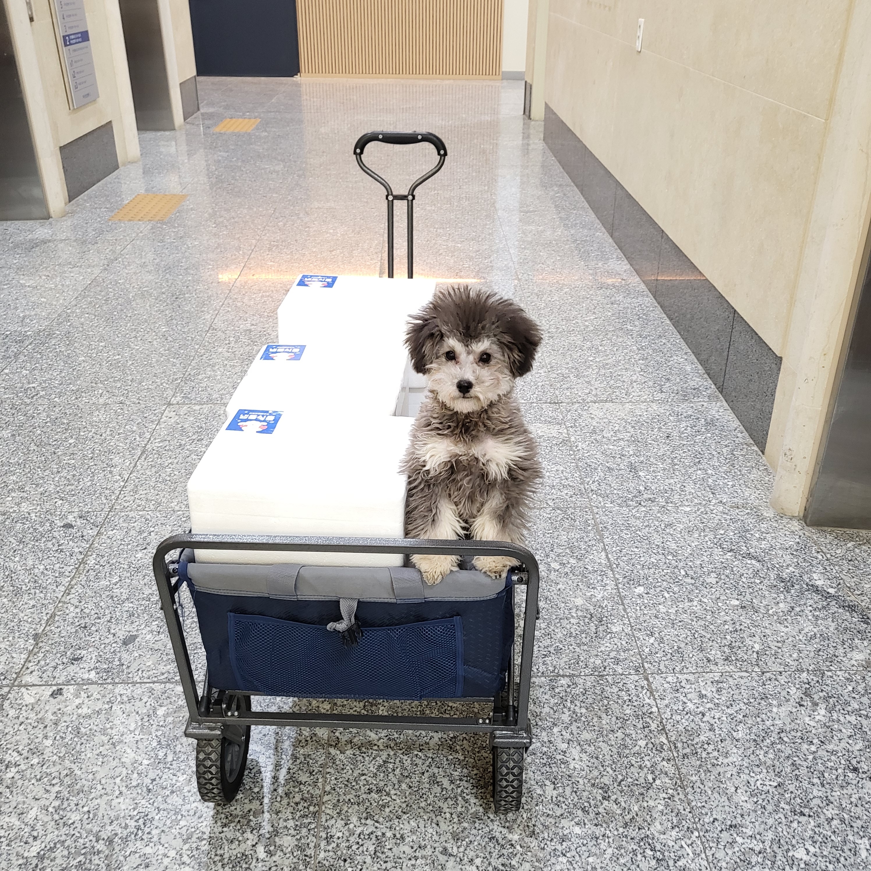 버블퍼피 대표 이미지