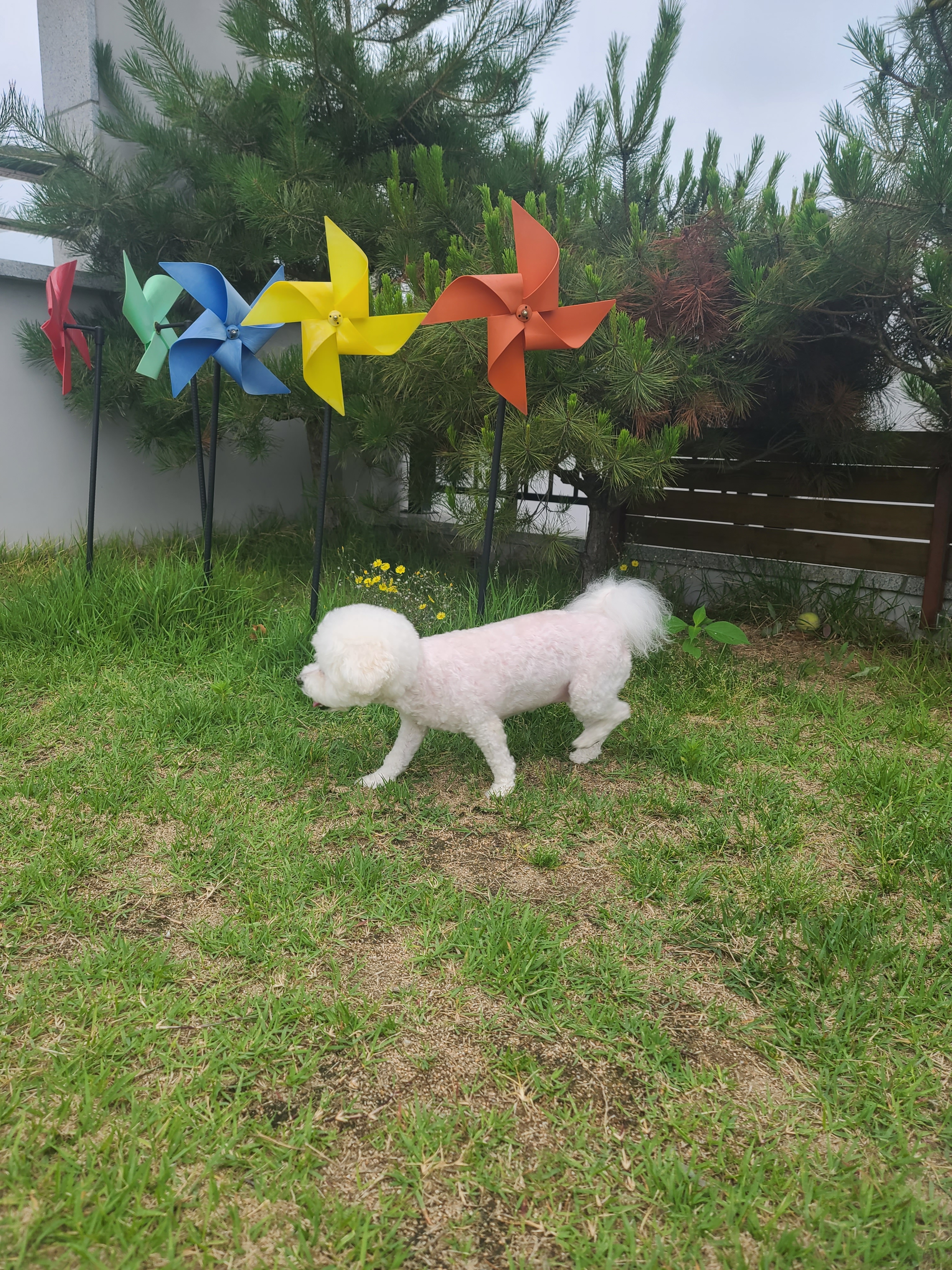 코코앤몽 펫카페 대표 이미지