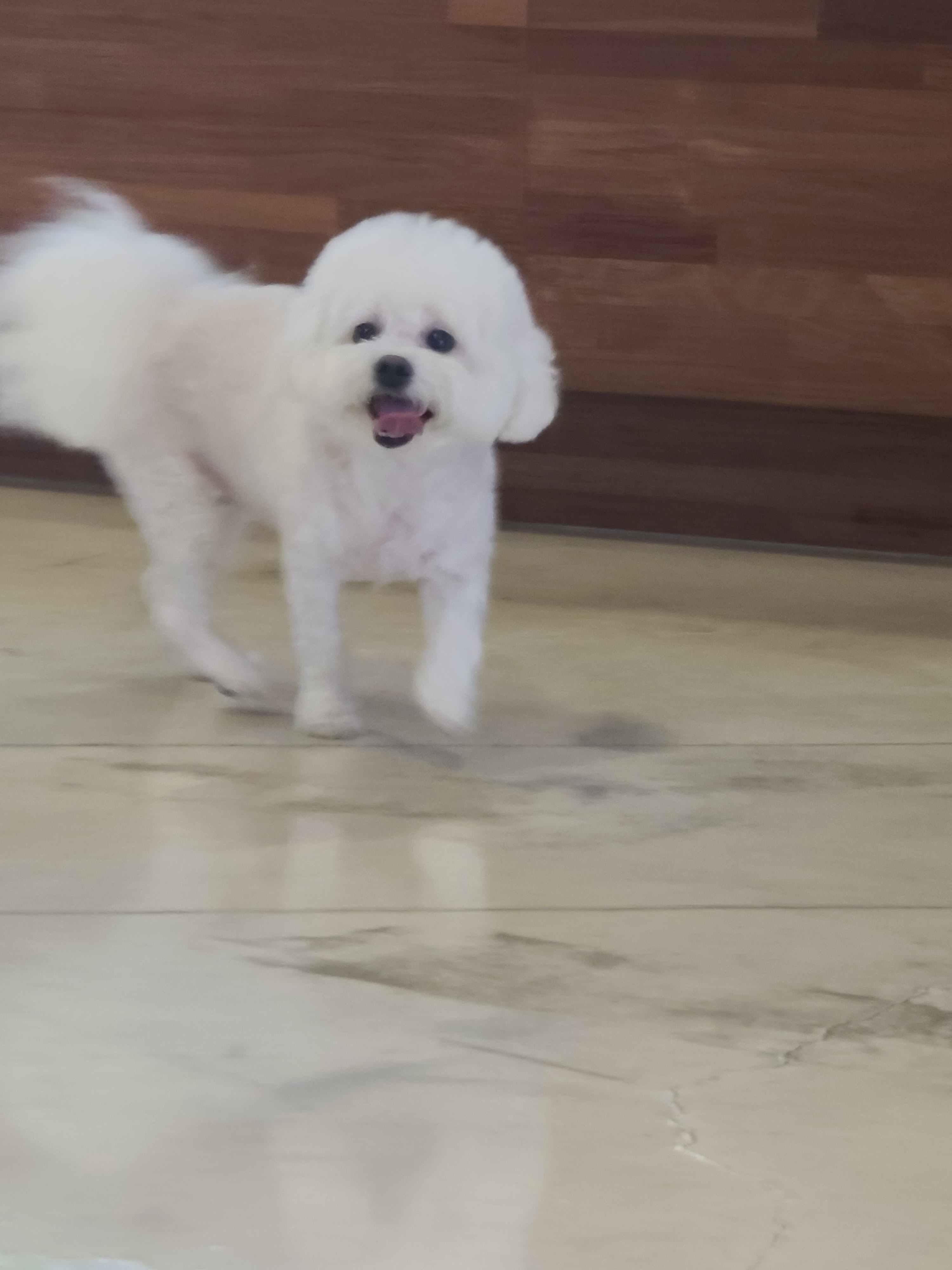 코코앤몽 펫카페 대표 이미지