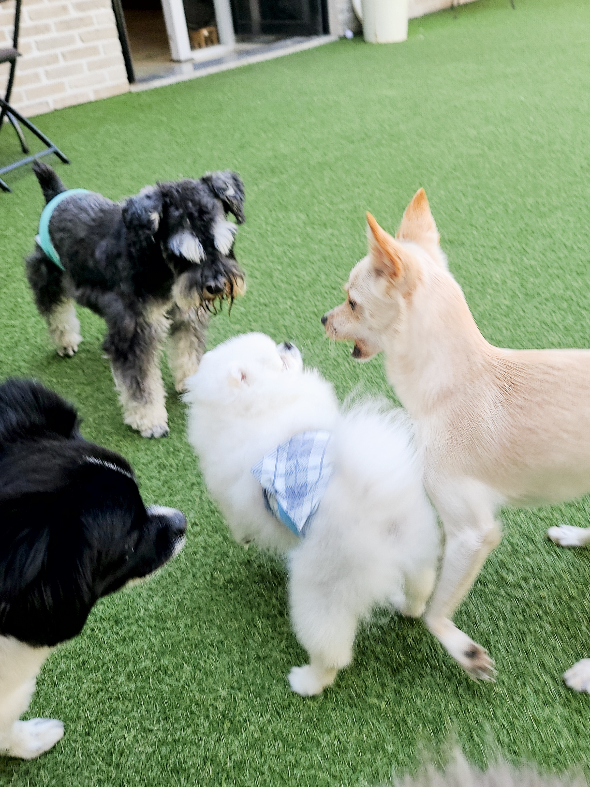 코코앤몽 펫카페 대표 이미지