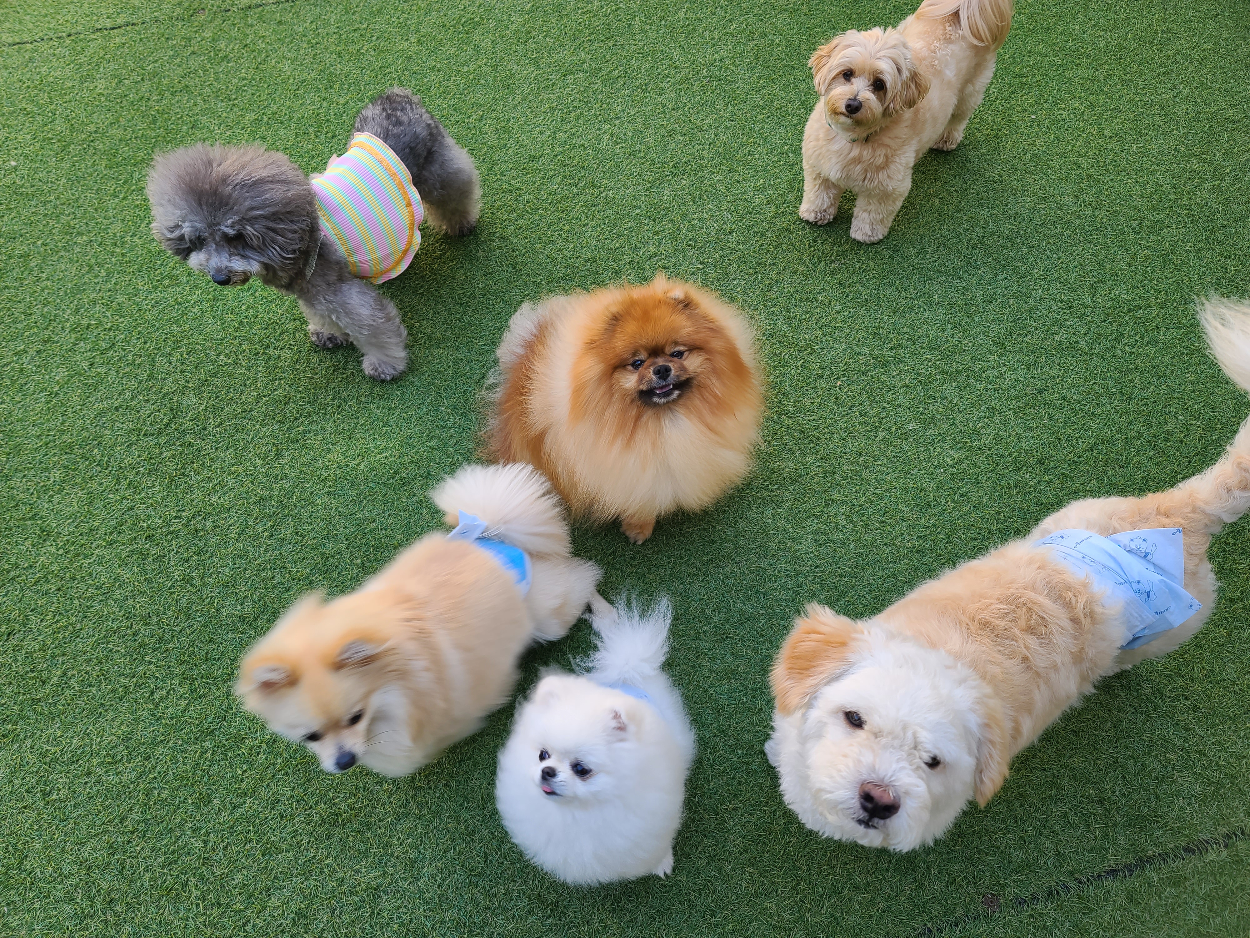 코코앤몽 펫카페 대표 이미지