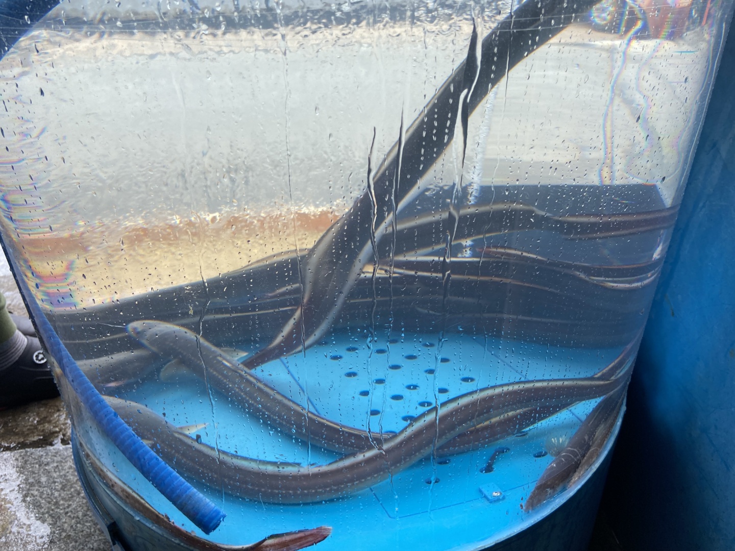 오천수산물센터 9호점