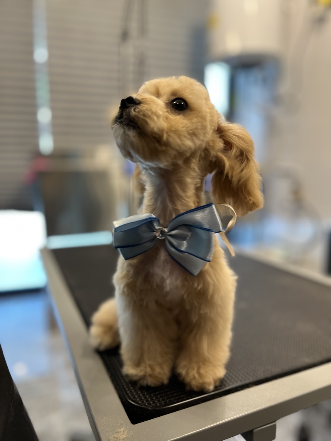 젠틀그루밍 대표 이미지