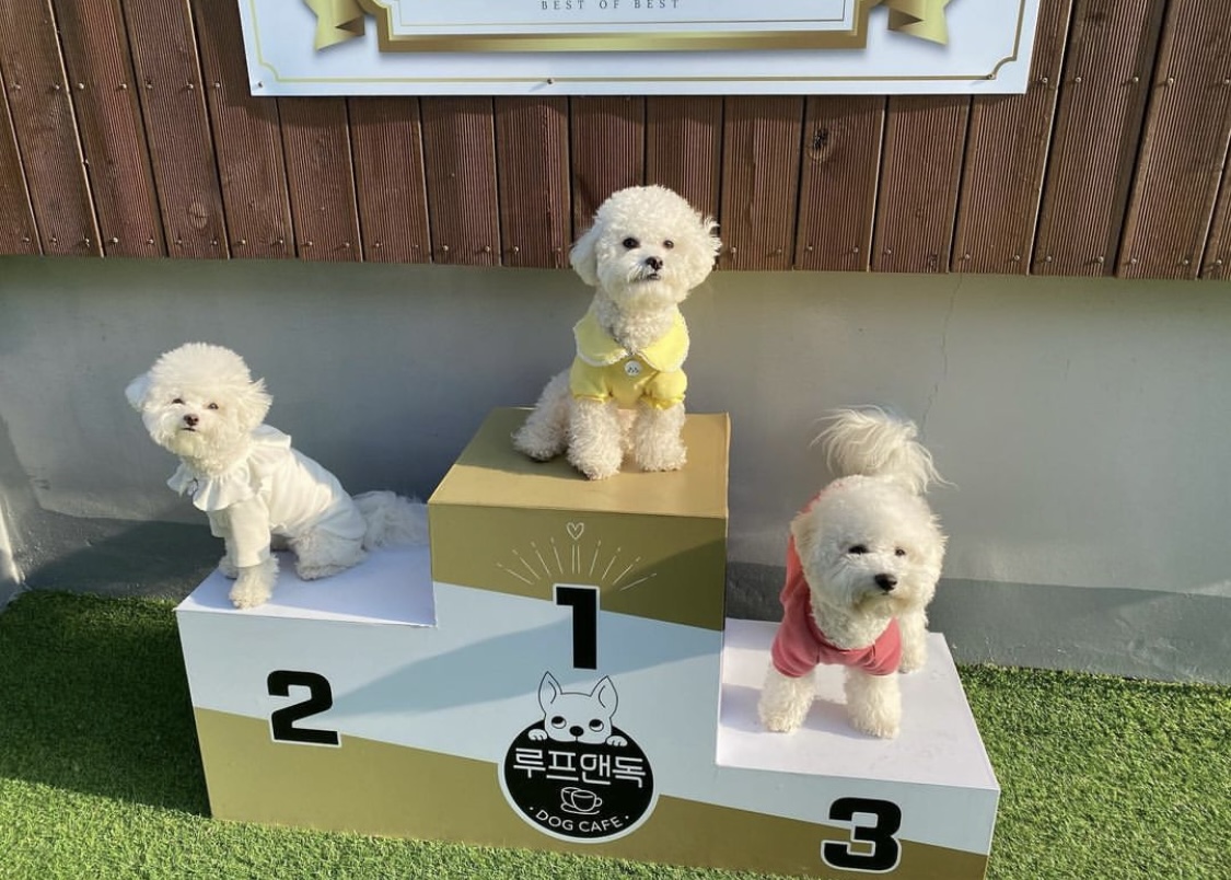 루프앤독 대표 이미지