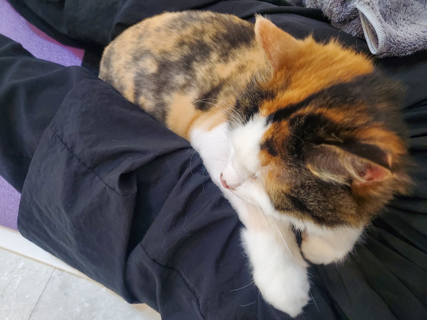 꽃냥 대표 이미지