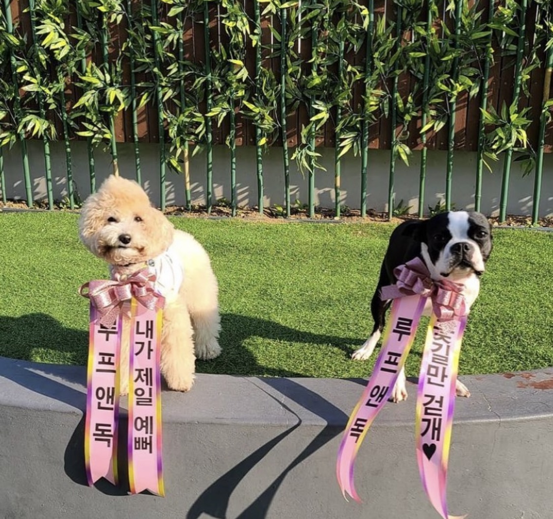 루프앤독 대표 이미지