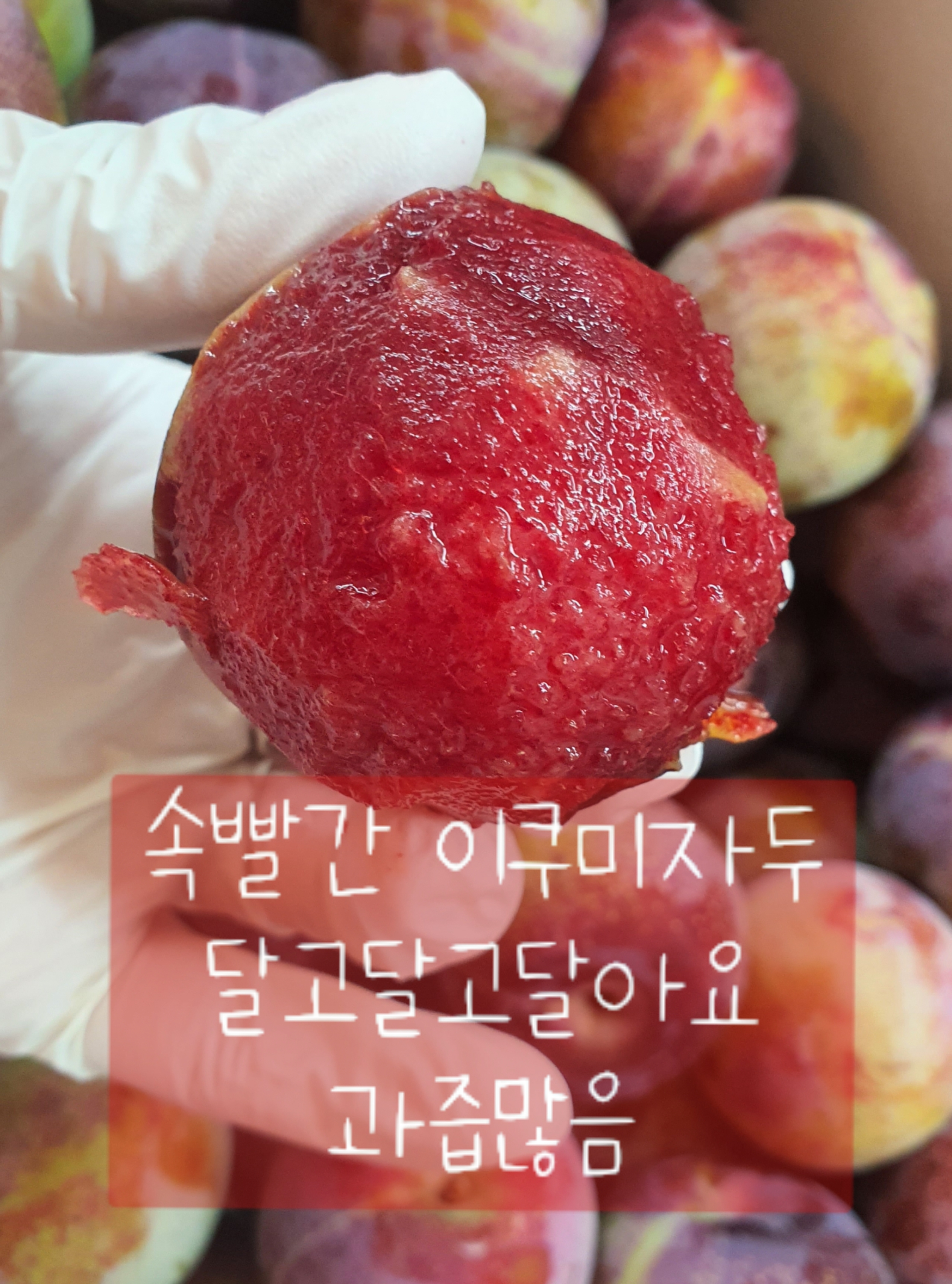 참사과봉숙이네