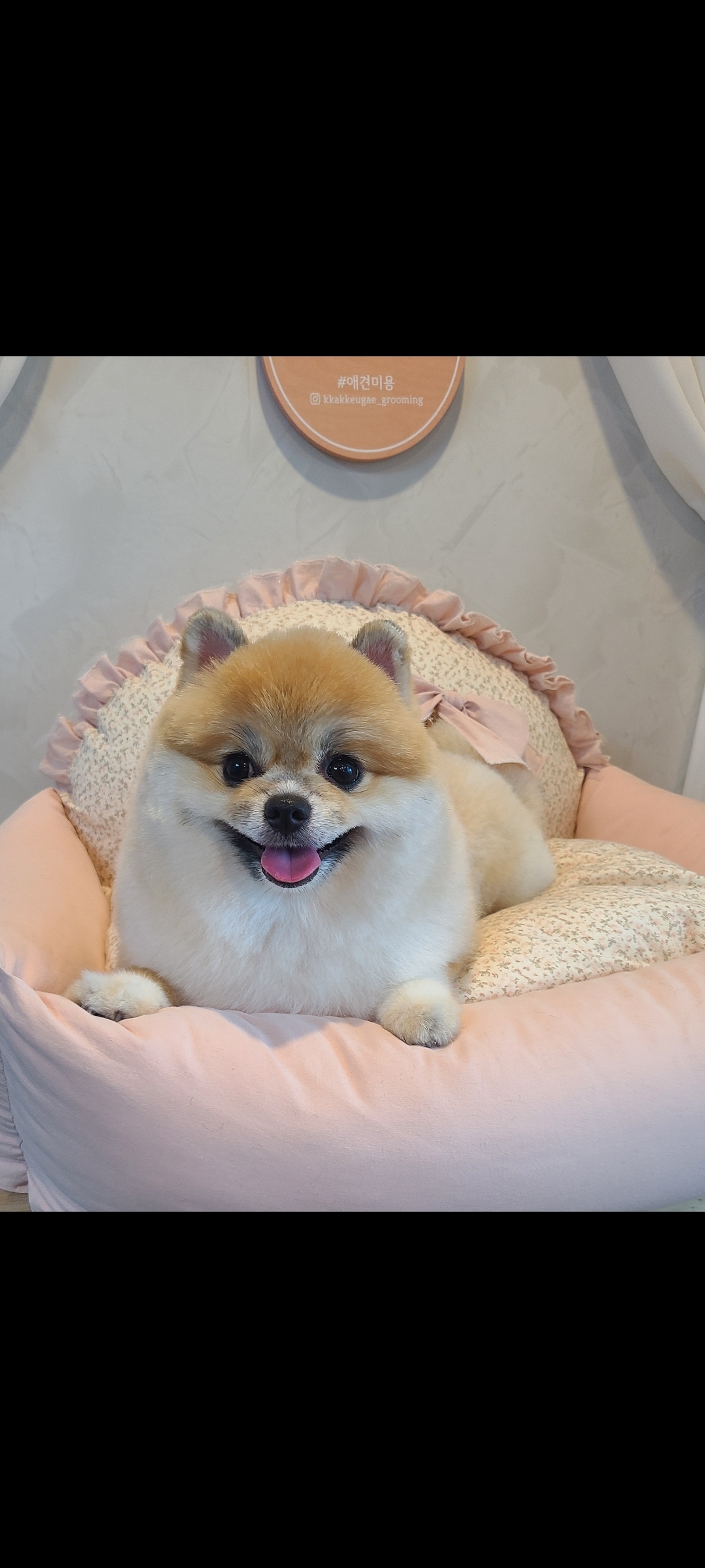 까끄개애견미용