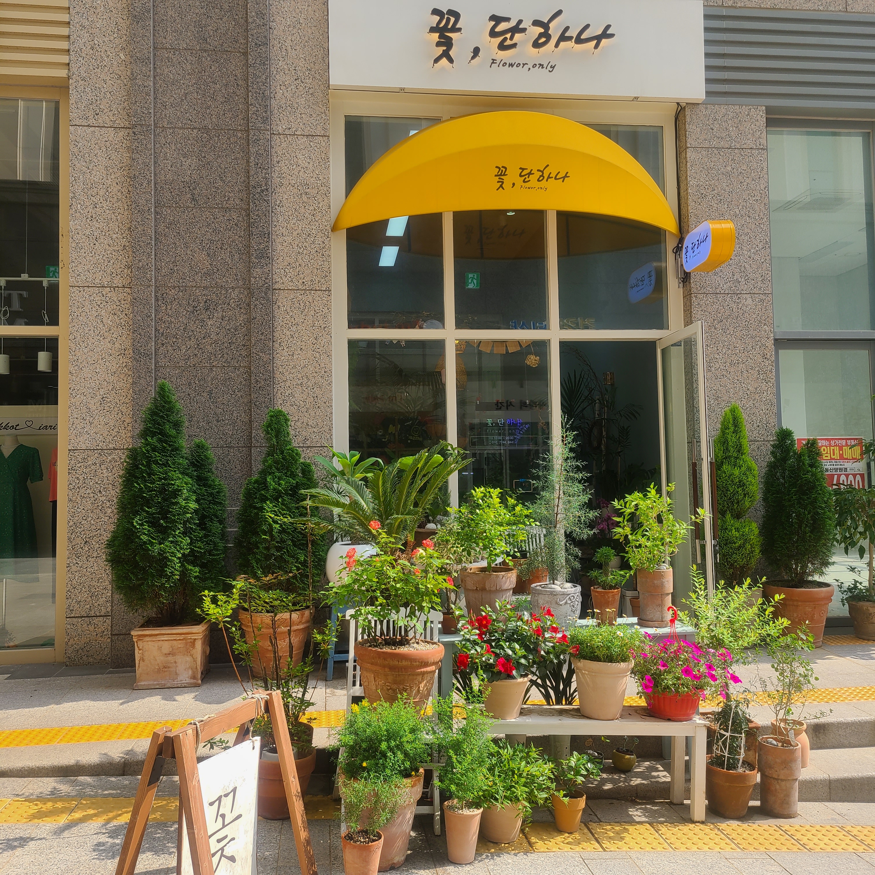 꽃단하나
