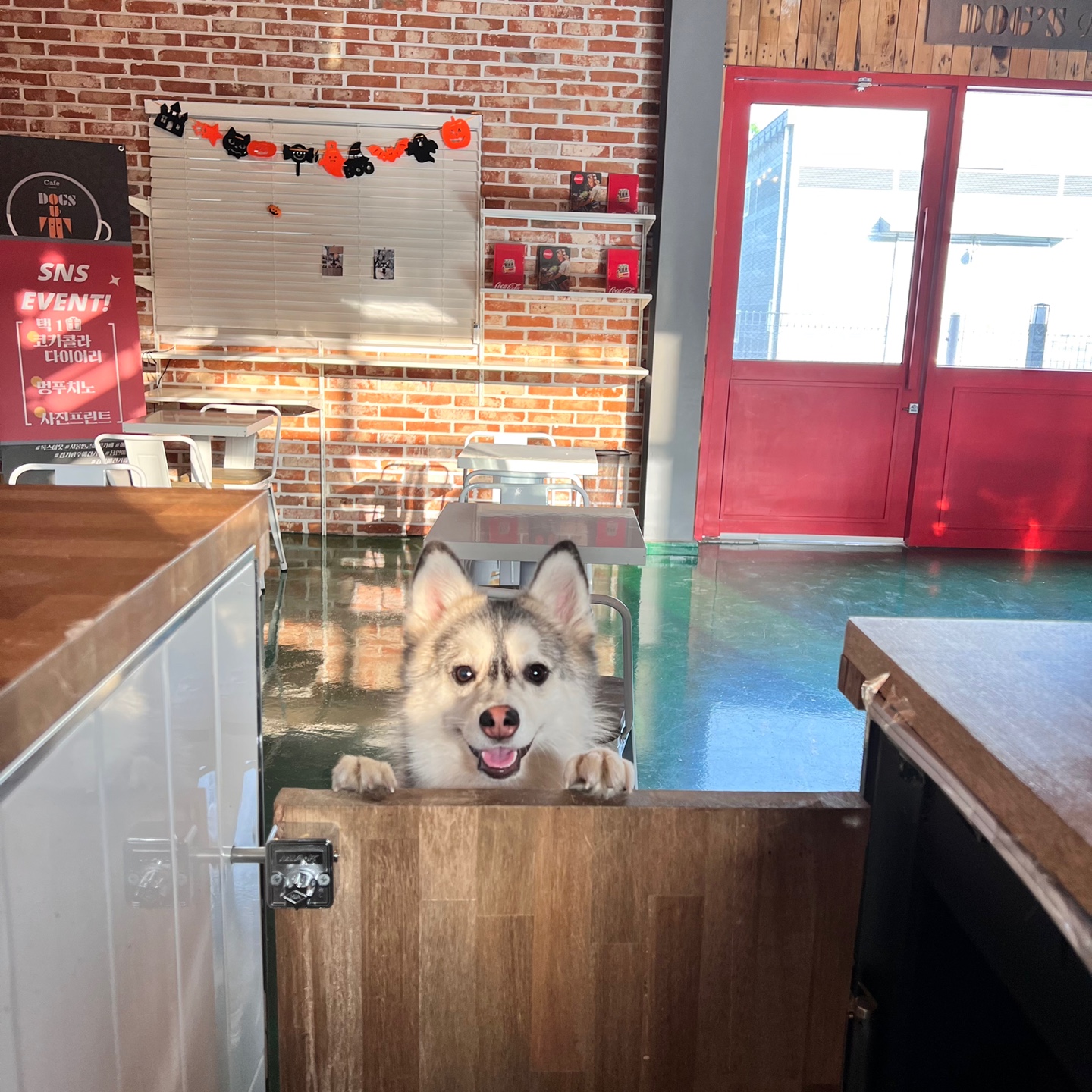 독스아웃 대표 이미지