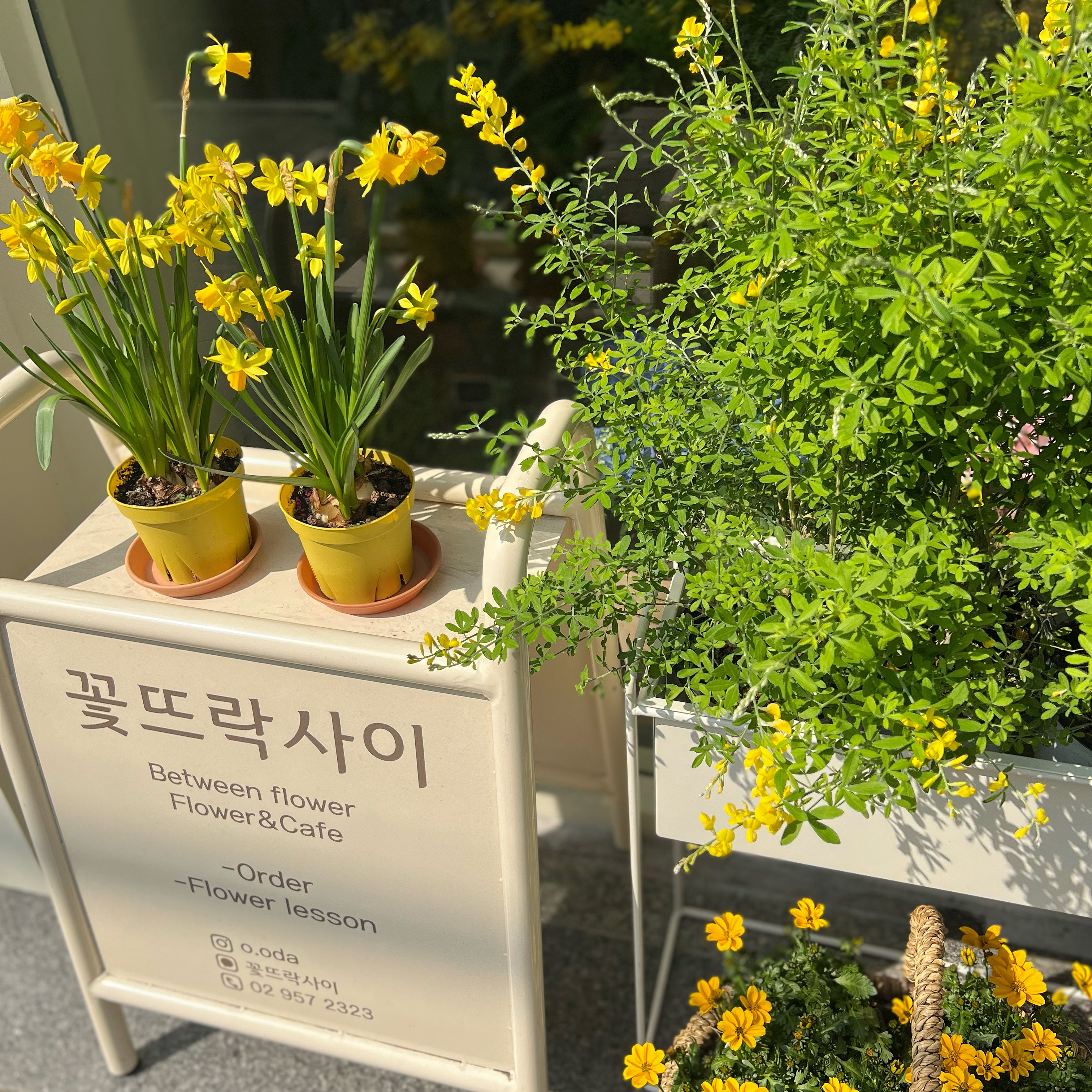 꽃뜨락사이