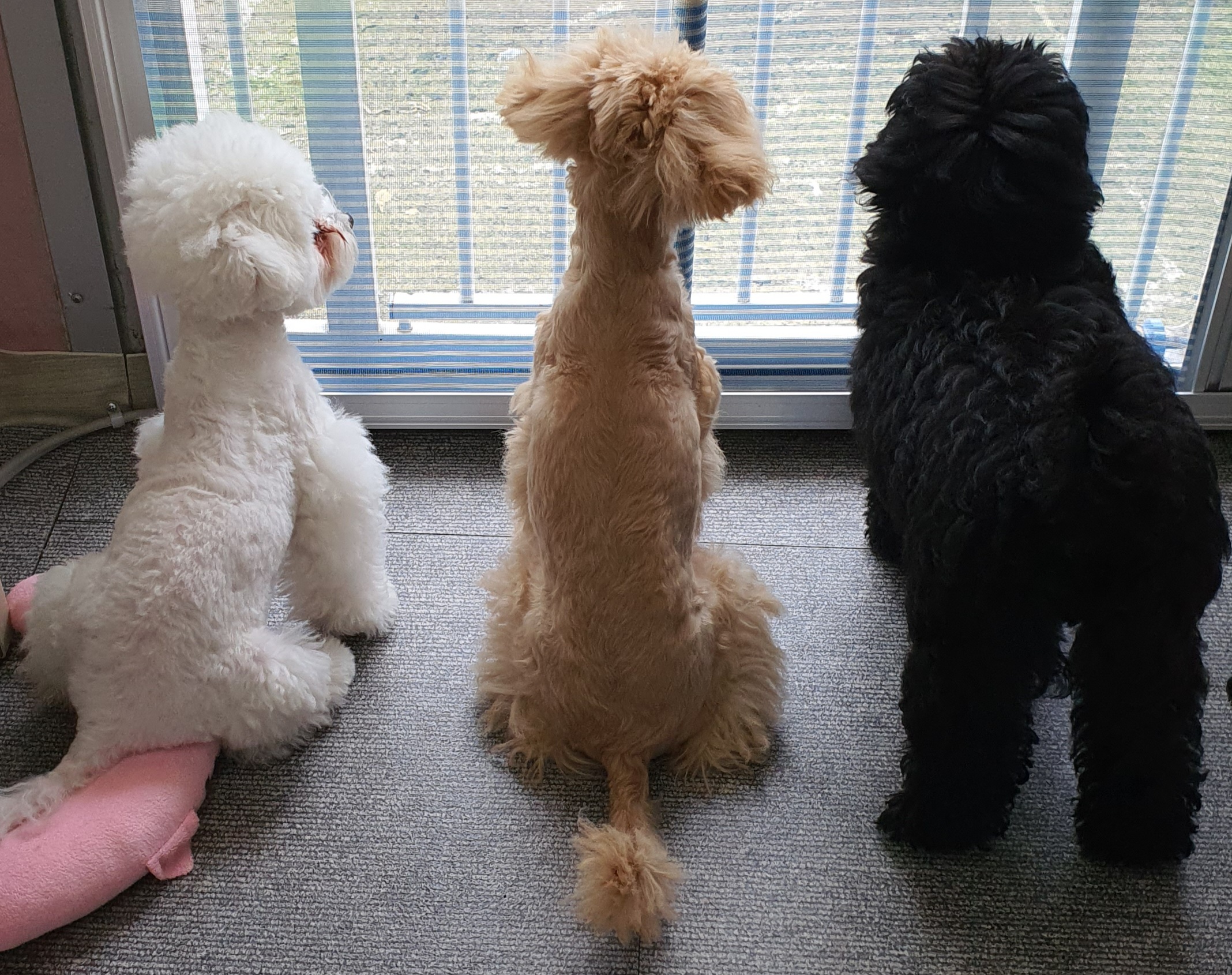 the굿dog