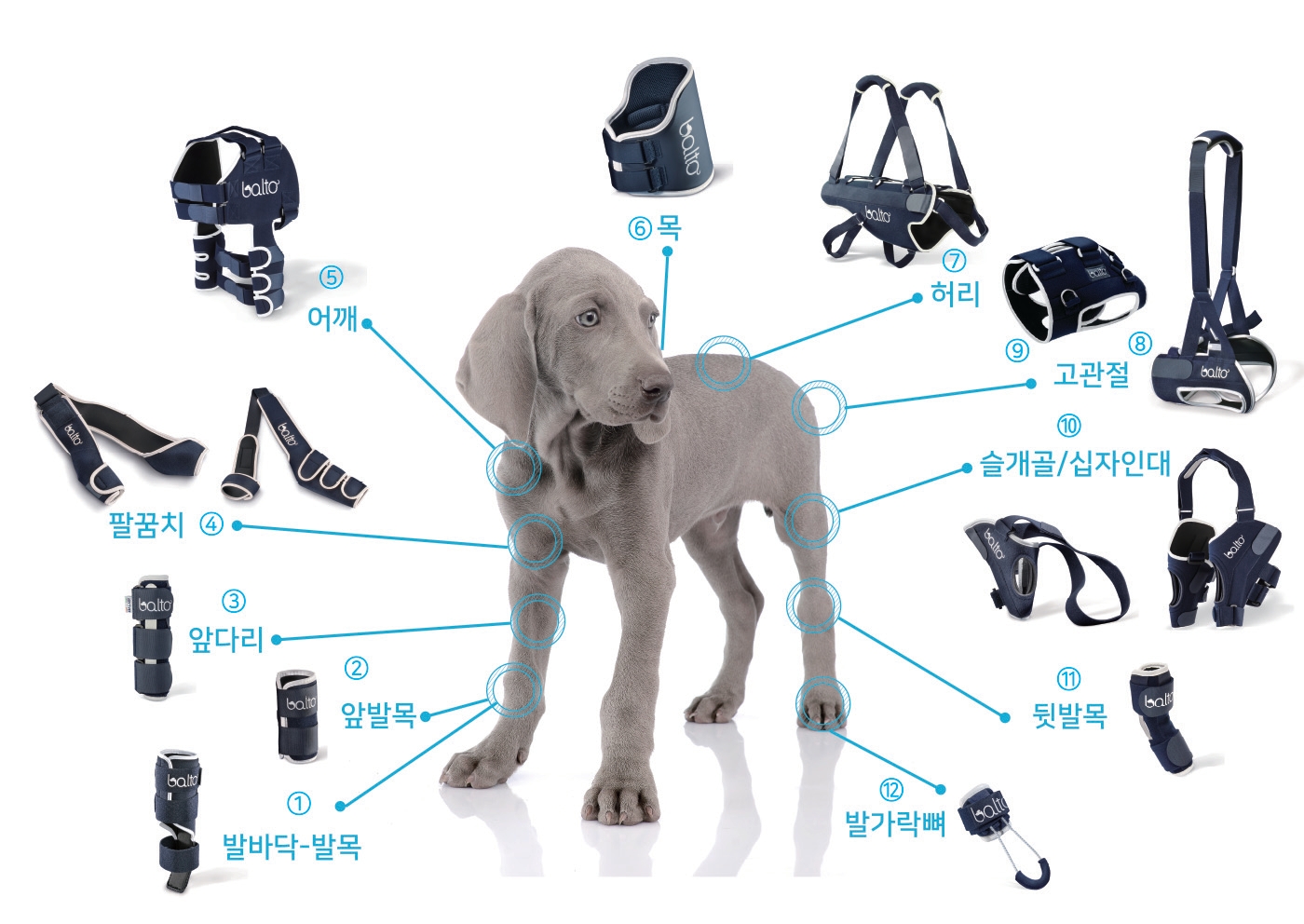 점펫 대표 이미지