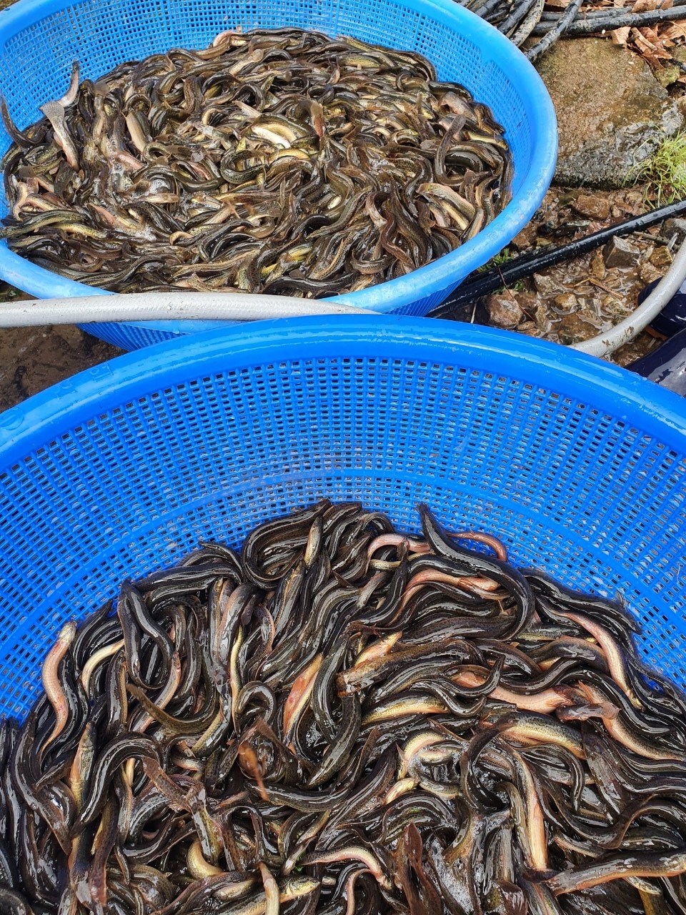 마섬포 숙이네