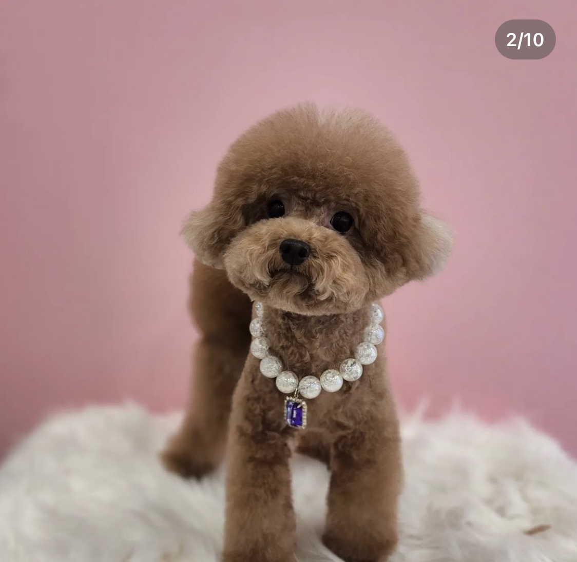 지우그루밍 대표 이미지