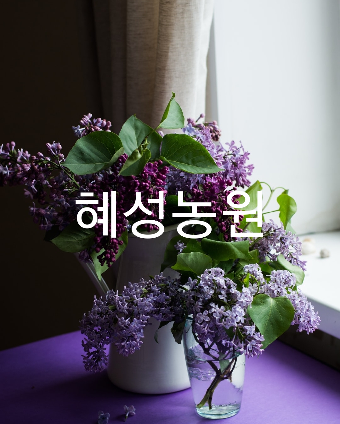 혜성꽃농원