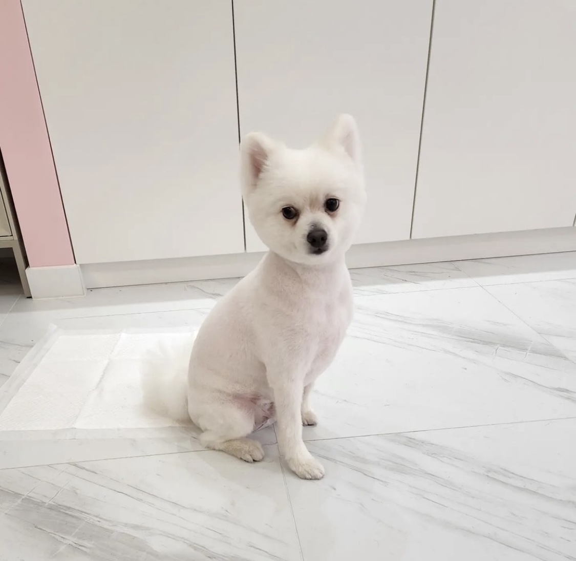 지우그루밍 대표 이미지