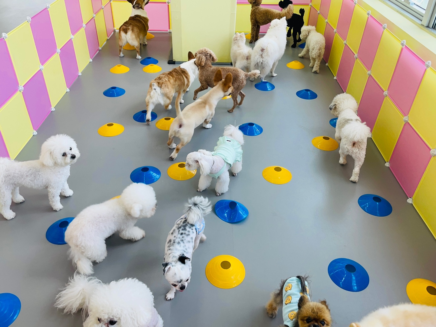 딩동댕치원 대표 이미지