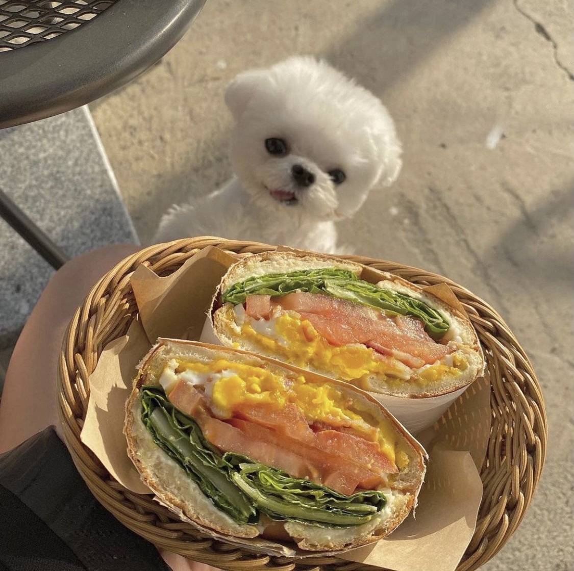 카페이소 반려동물 동반 애견카페