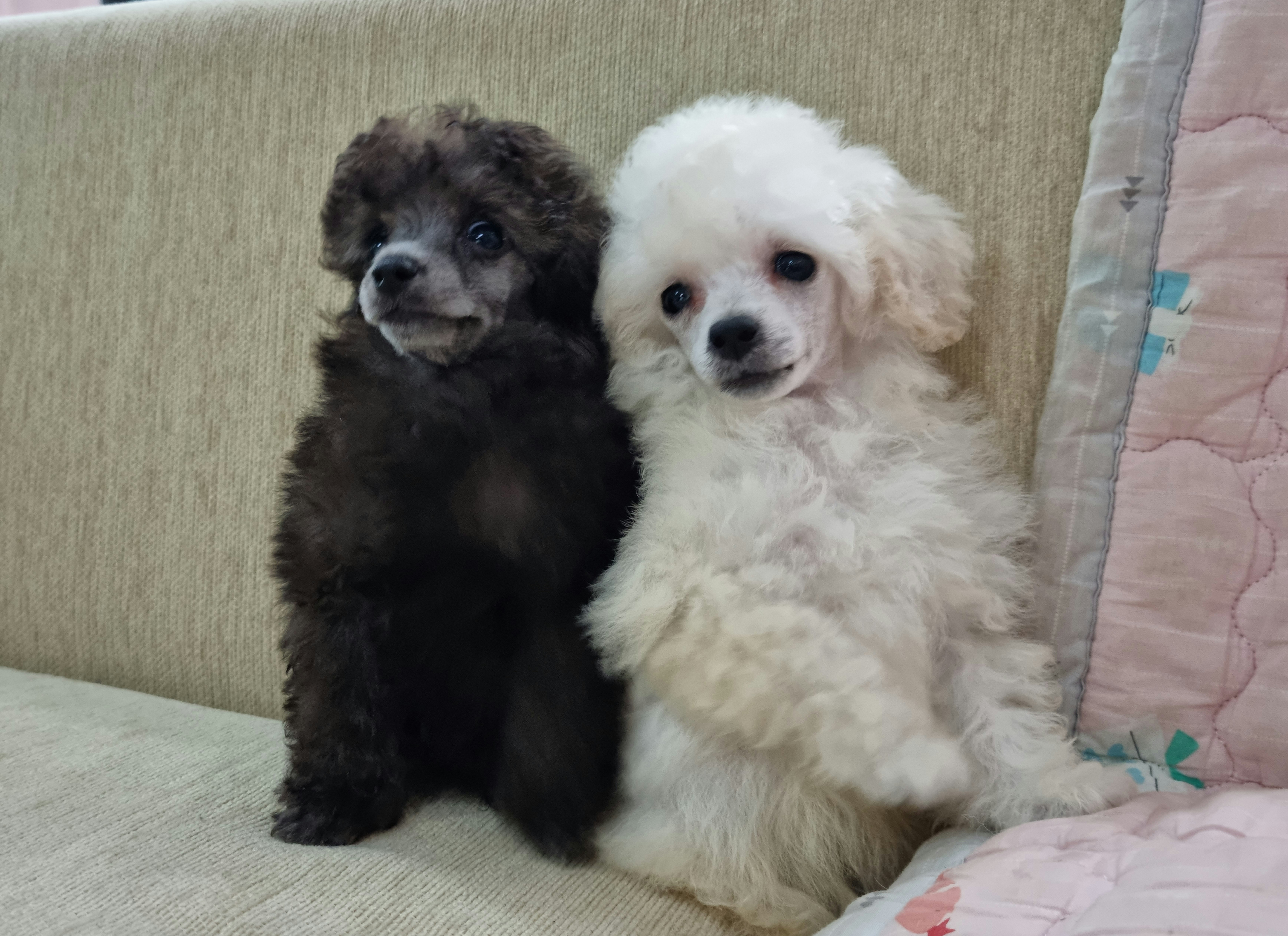 아사이켄넬