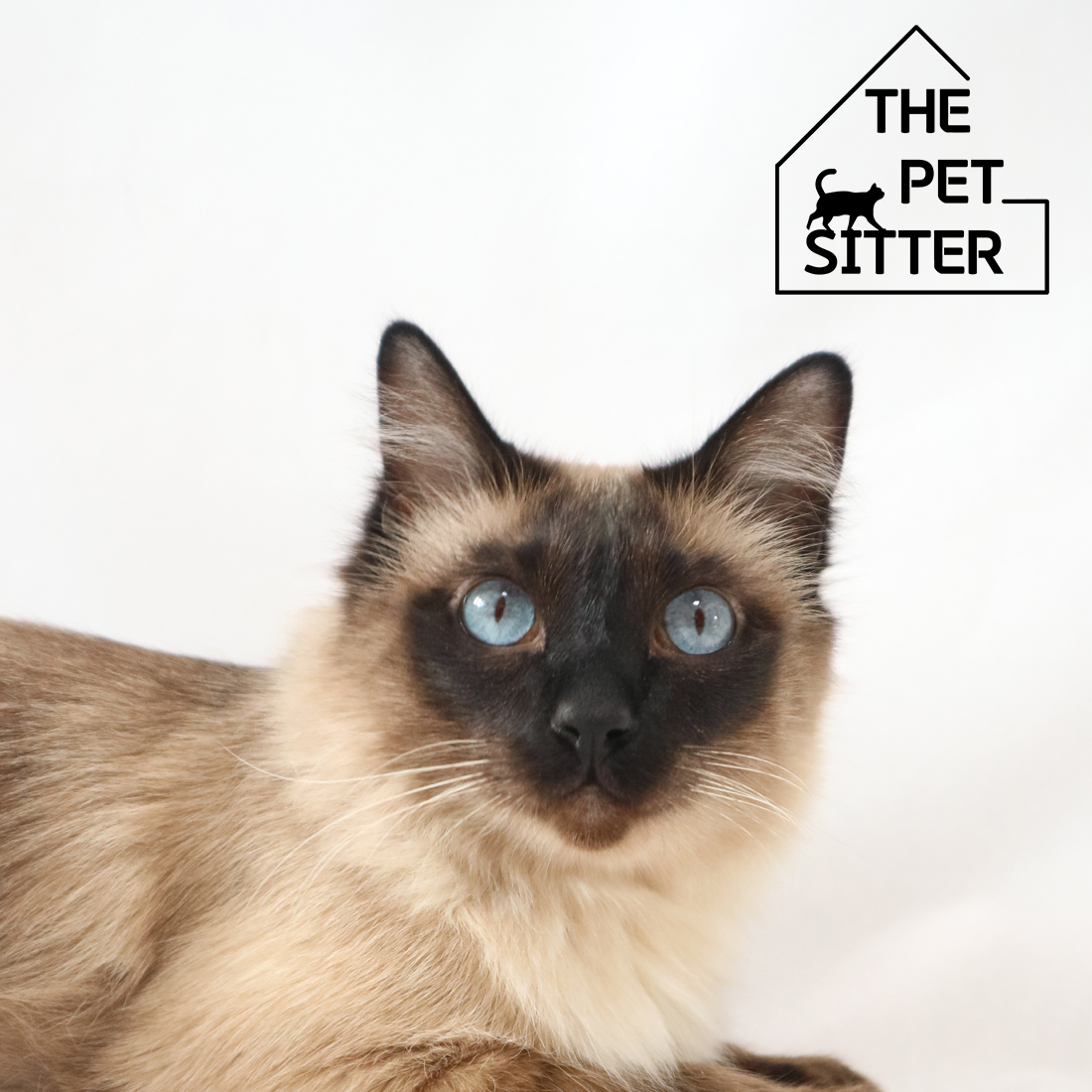 더 펫시터 대표 이미지