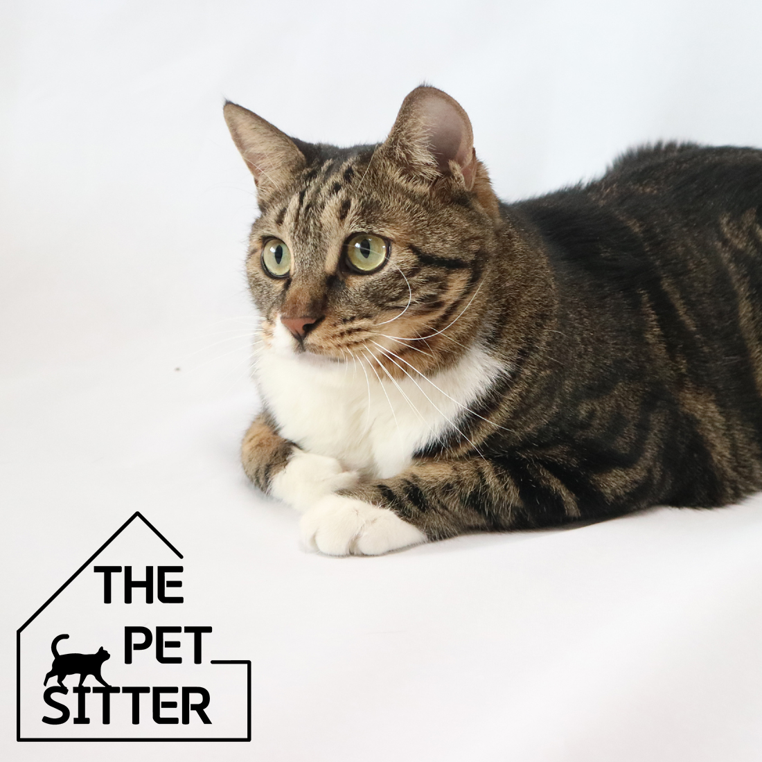 더 펫시터 대표 이미지